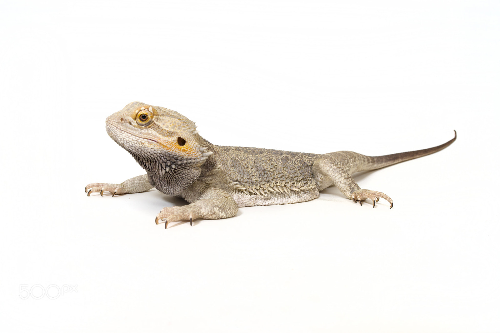 Sony Alpha DSLR-A850 + Sigma AF 28-70mm F2.8 sample photo. Bearded dragon on white photography