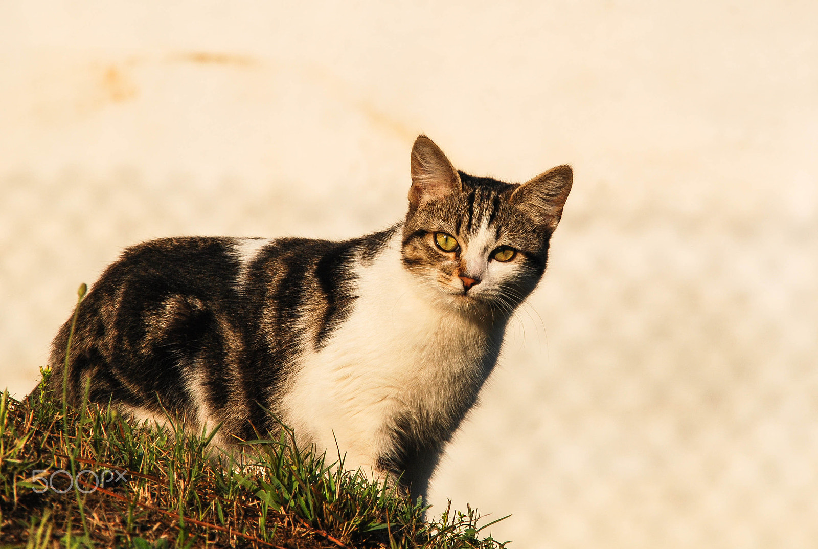 Sigma 18-200mm F3.5-6.3 DC OS HSM sample photo. Why so serious photography