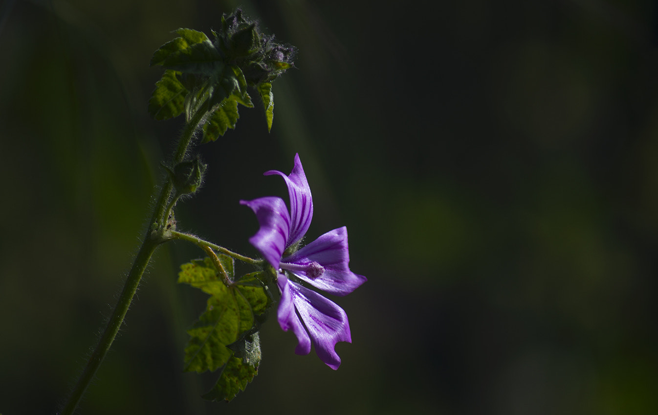 smc PENTAX-FA 100-300mm F4.7-5.8 sample photo. The beauty of the flowers photography