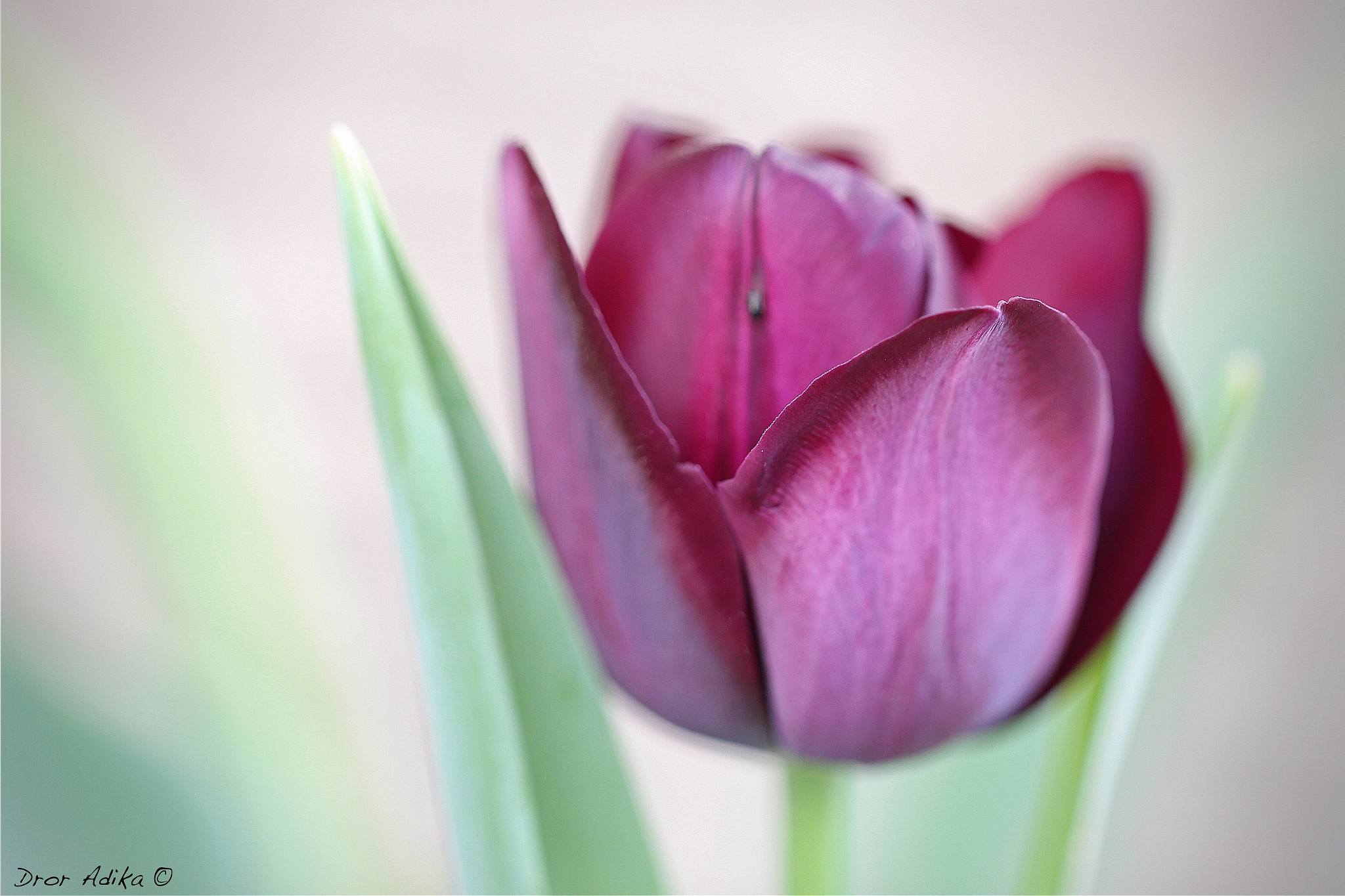 Canon EOS 700D (EOS Rebel T5i / EOS Kiss X7i) sample photo. Tulip dream photography