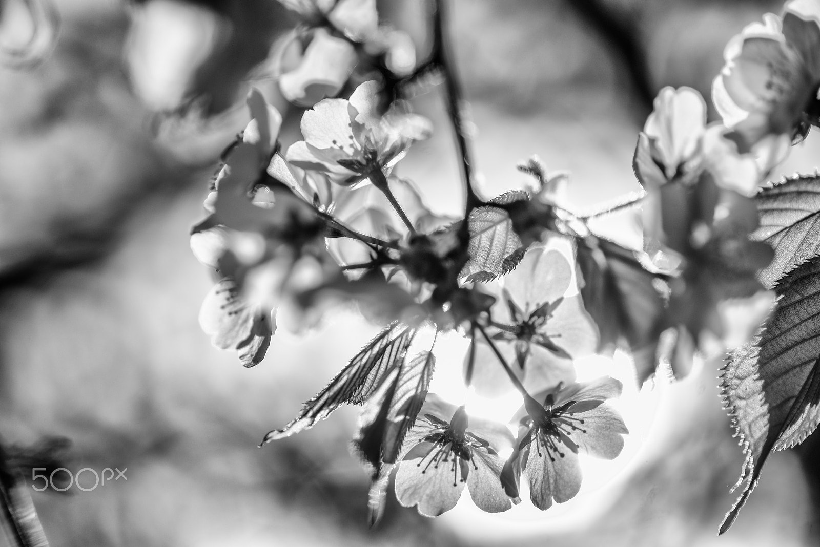 Nikon D600 sample photo. Sakura bw photography