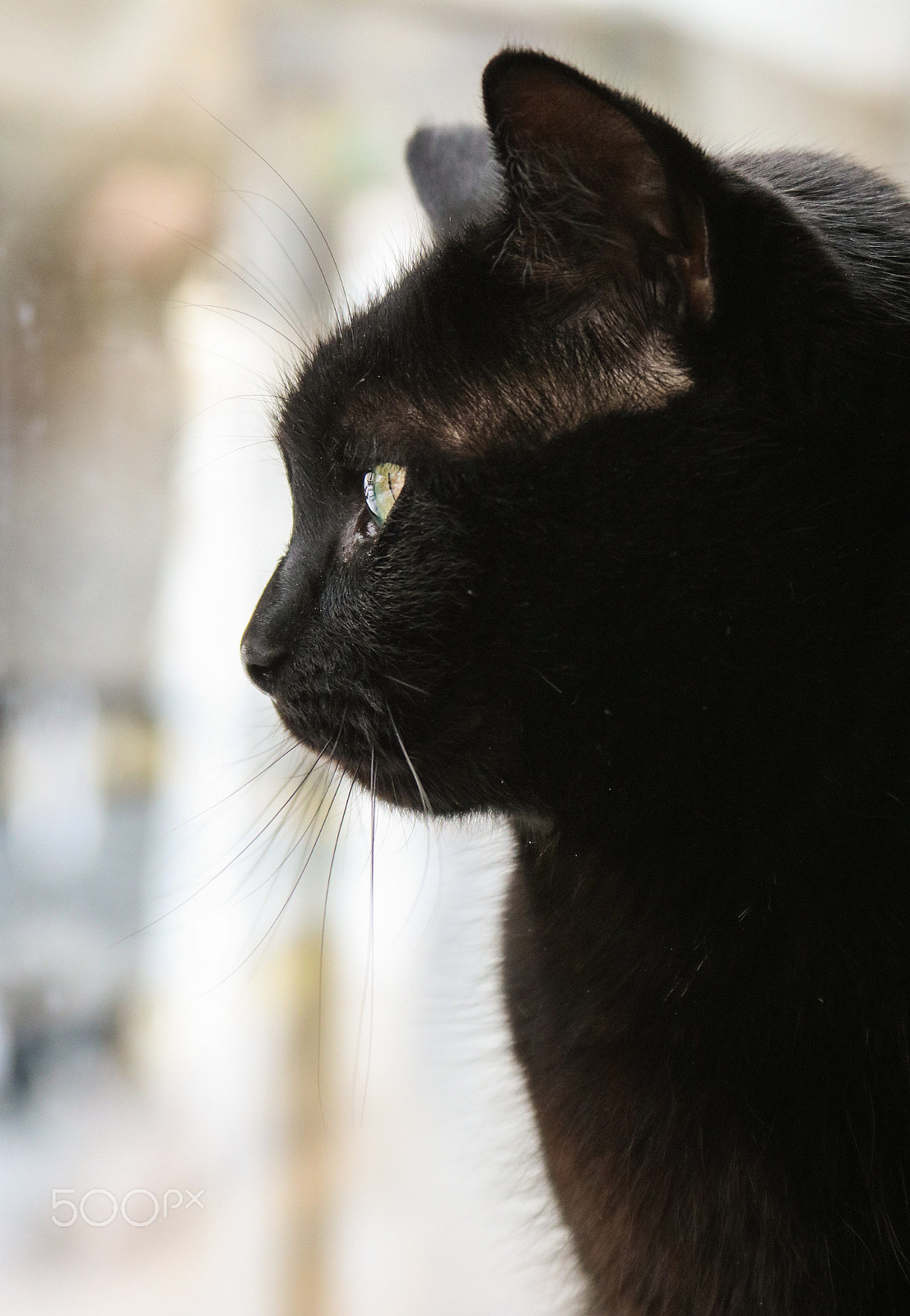 Canon EF 28-135mm F3.5-5.6 IS USM sample photo. Little panter photography