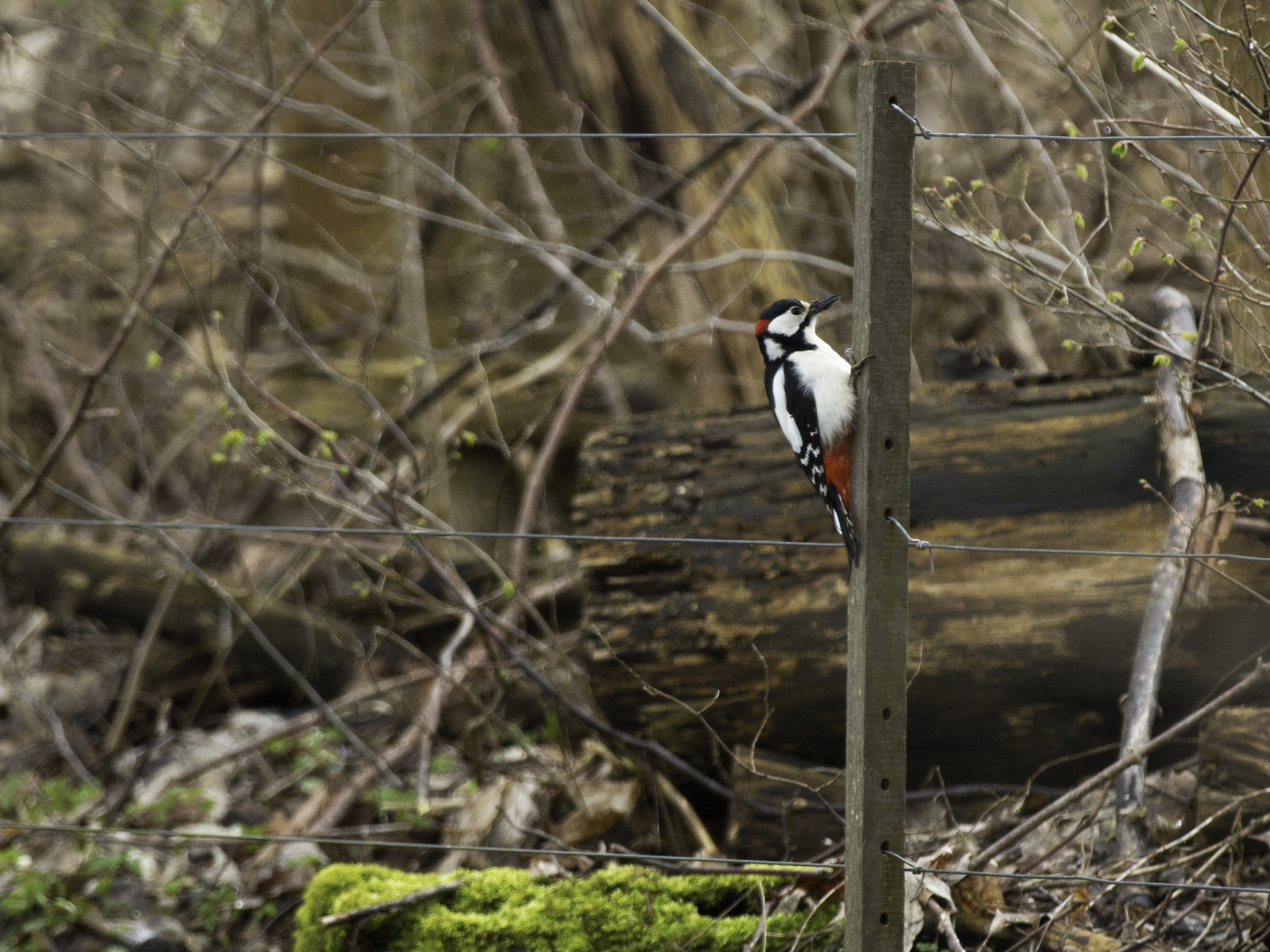 Canon EF 70-200mm F2.8L IS II USM sample photo. Great spotted woodpecker sitting on a pole photography