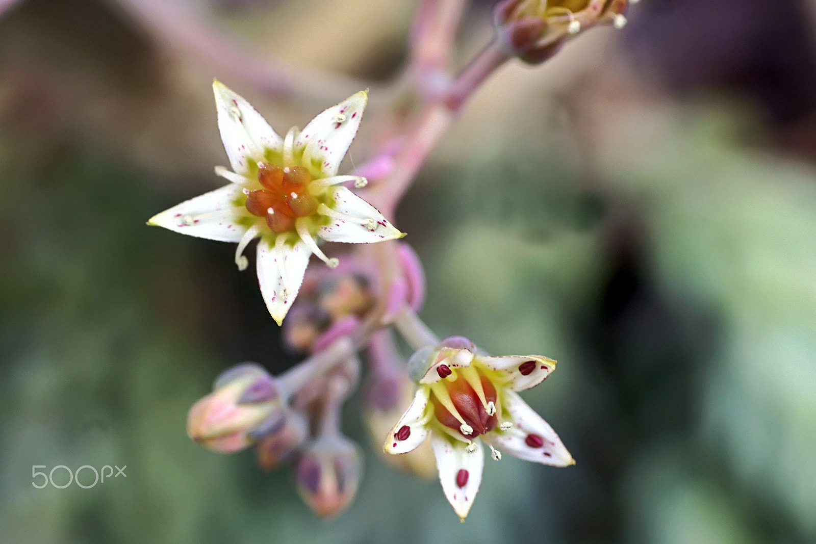 Sony Alpha DSLR-A550 + Minolta AF 50mm F3.5 Macro sample photo. Monde minuscule photography