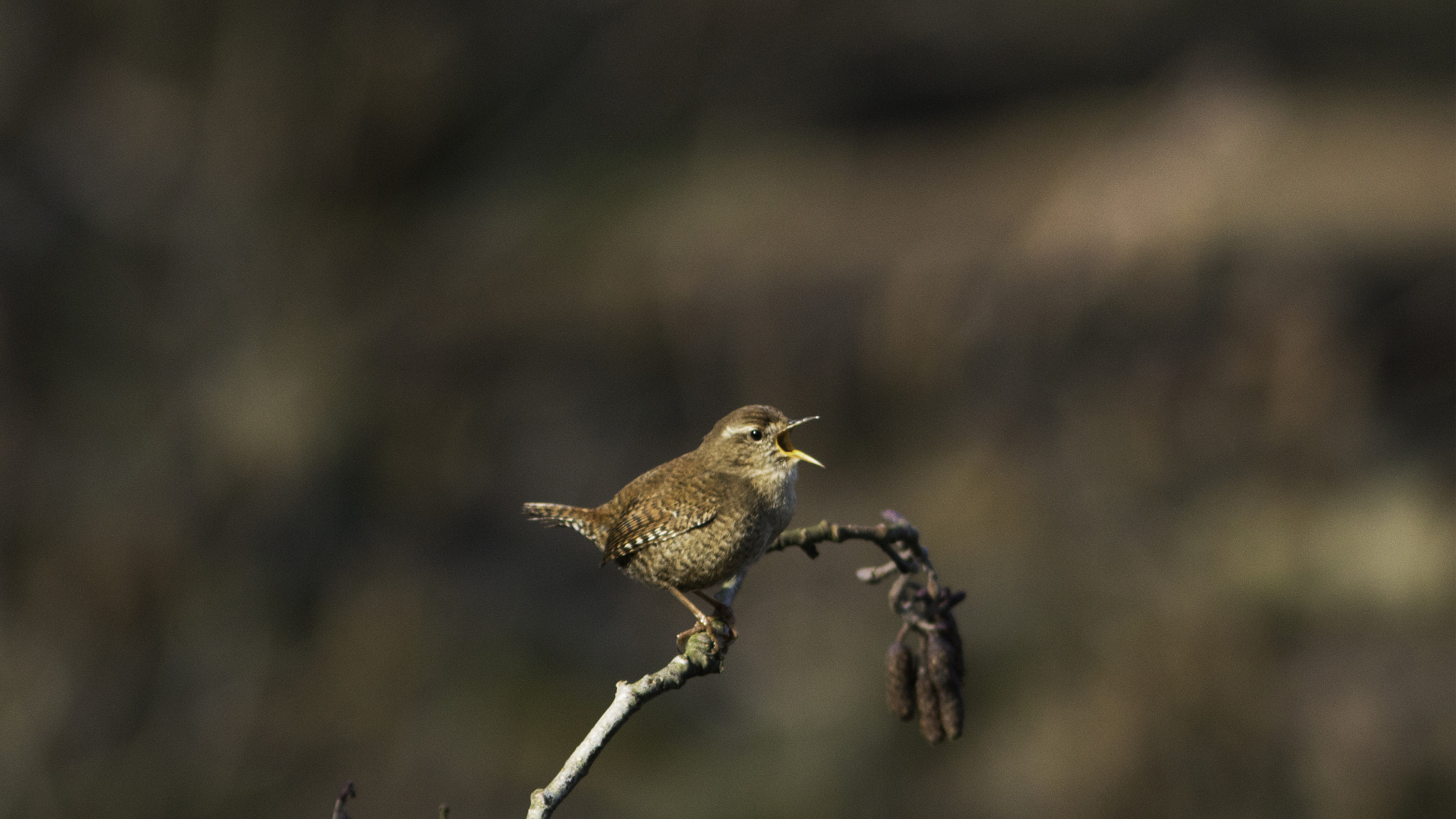 Canon EF 300mm F4L IS USM sample photo. Wren singing in the spring photography