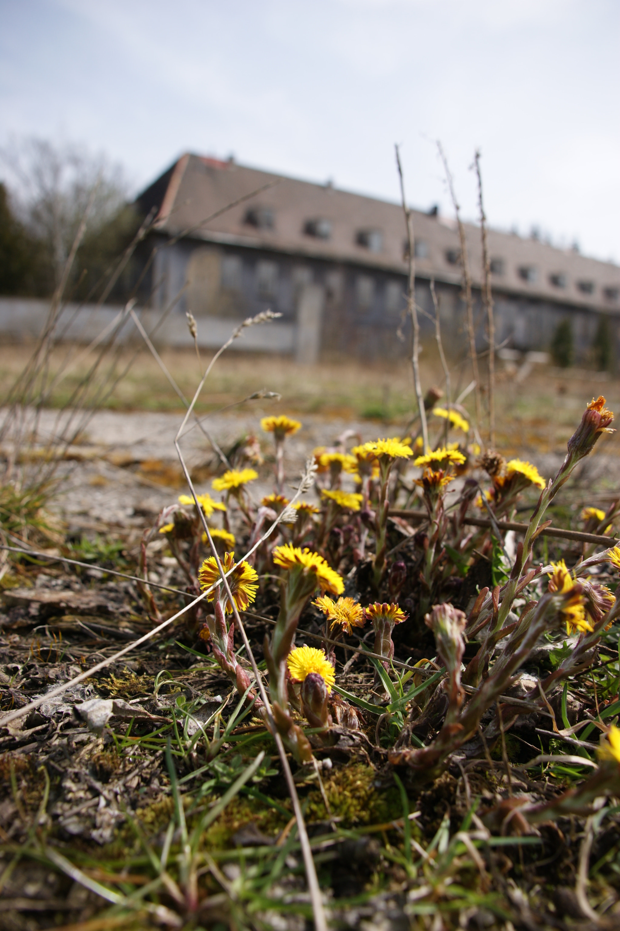 Sony Alpha DSLR-A290 + Sigma 18-200mm F3.5-6.3 DC sample photo. Flowers in the spring photography