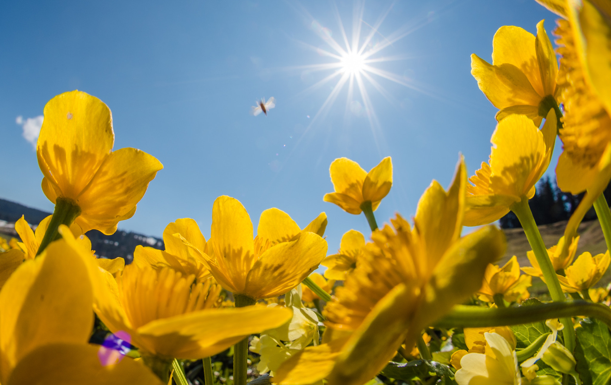 Nikon D750 + Sigma 10mm F2.8 EX DC HSM Diagonal Fisheye sample photo. Yellow photography