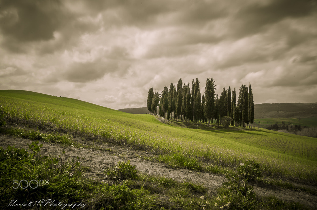 Sony Alpha DSLR-A580 + Tamron SP 24-70mm F2.8 Di VC USD sample photo. Il boschetto dei cipressi - san quirico d'orcia photography