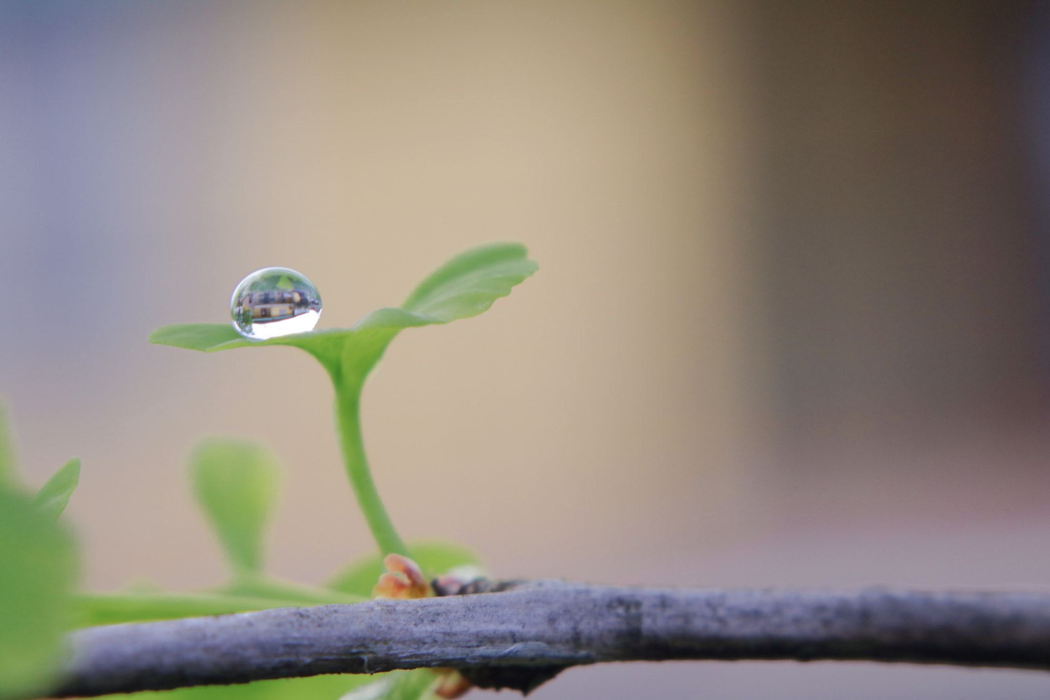 Canon EOS 750D (EOS Rebel T6i / EOS Kiss X8i) + Canon EF 85mm F1.8 USM sample photo. Only a drop on the leaf photography