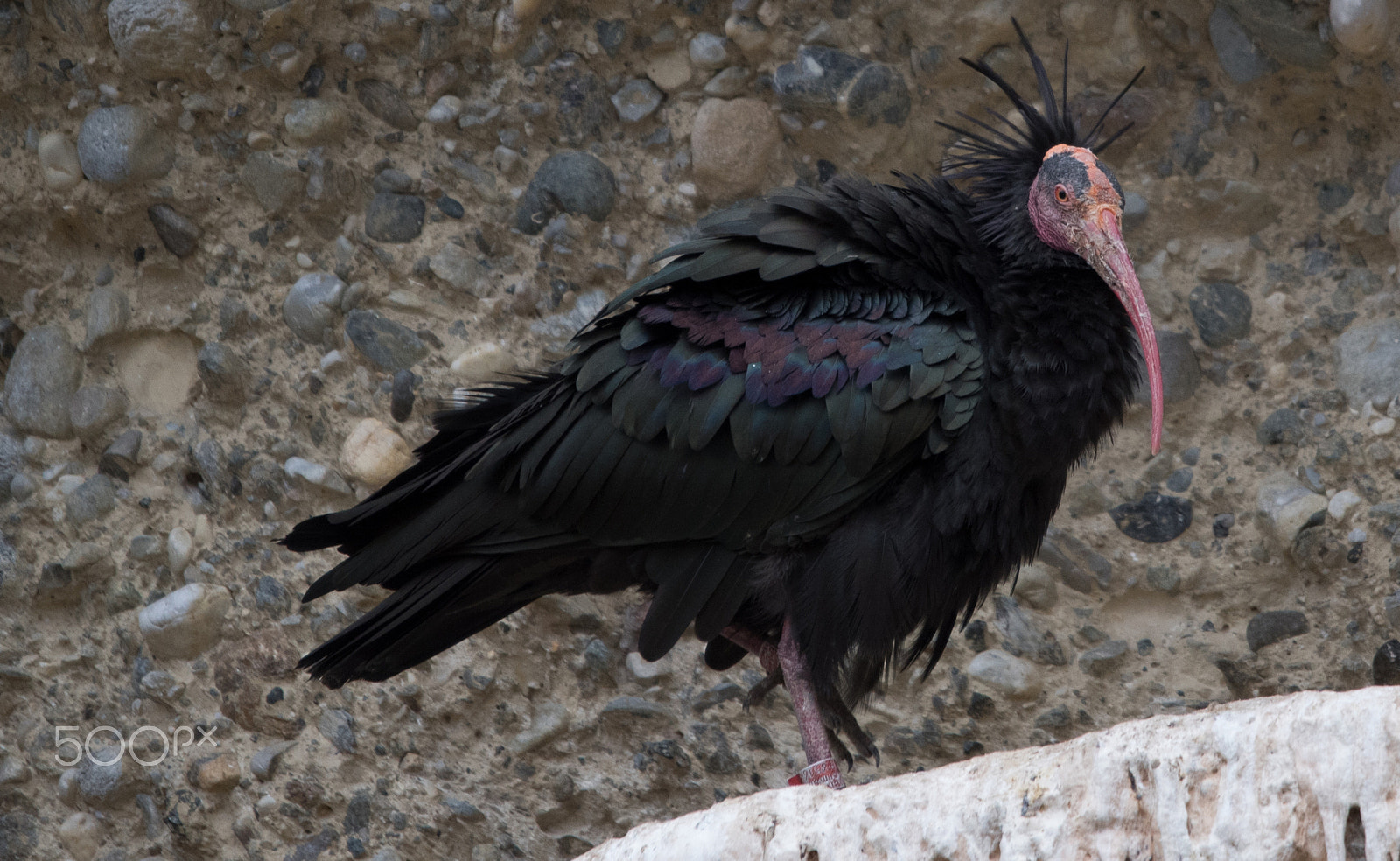 Sigma 120-400mm F4.5-5.6 DG OS HSM sample photo. Untitle#5 photography