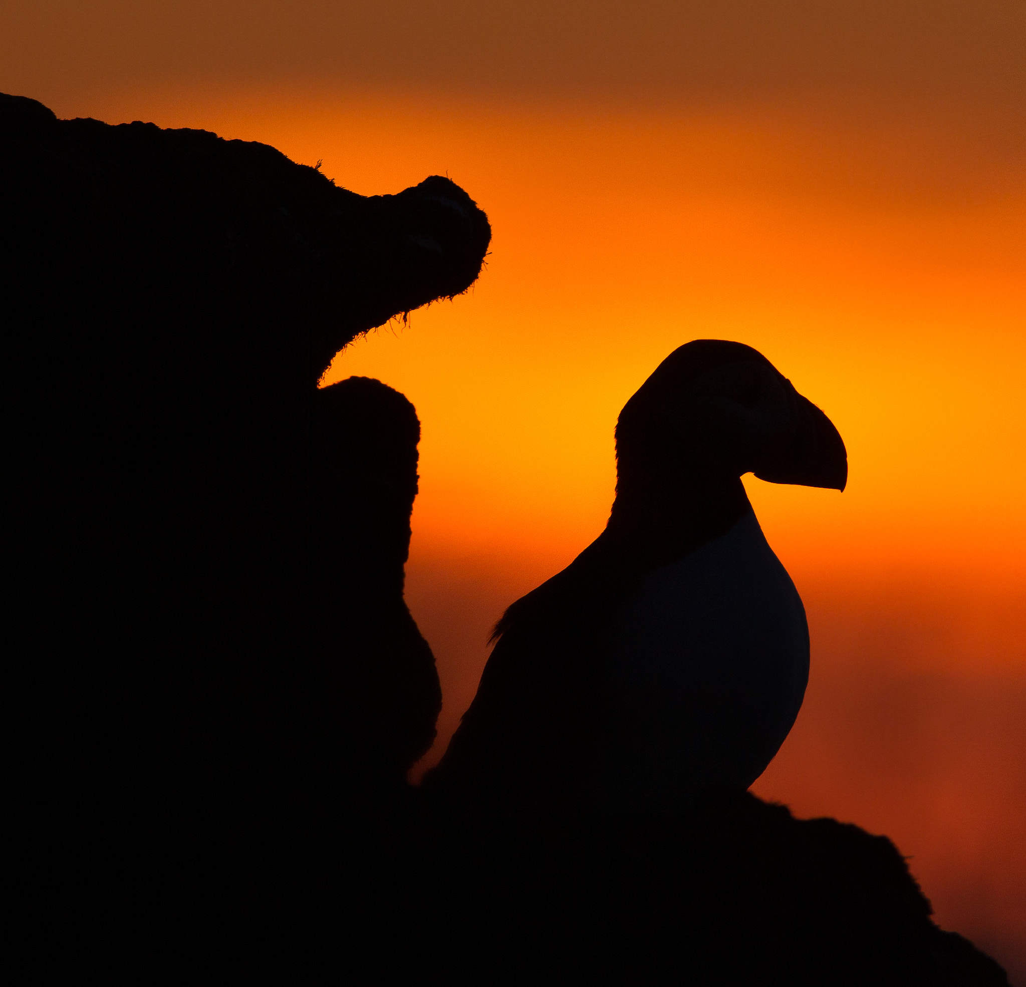 Canon EF 600mm f/4L IS sample photo. Puffin after sunset photography