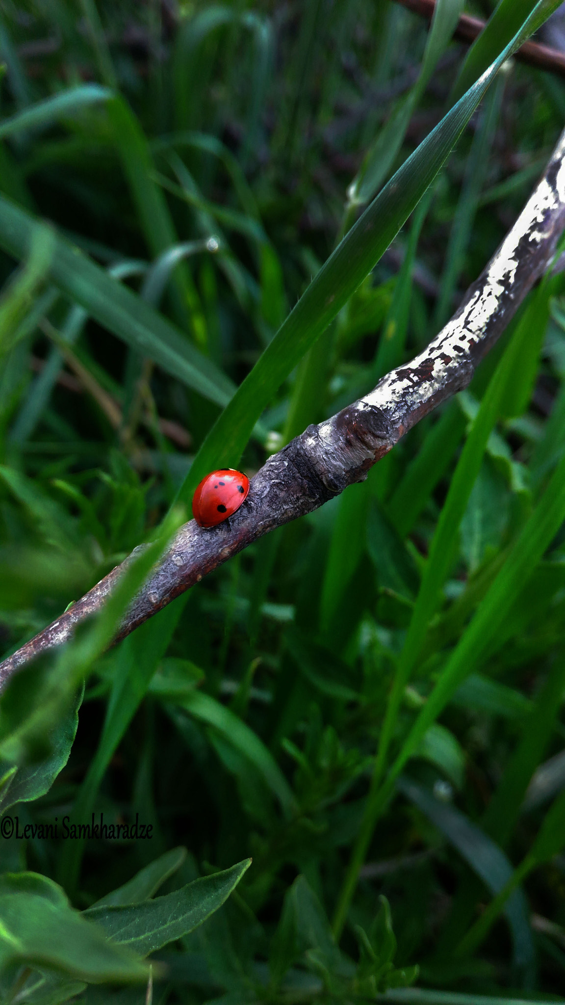 ASUS ZenFone 2 Laser (ZE550KL) sample photo. Ladybird photography