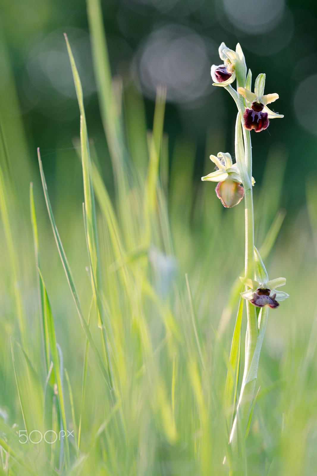 Sigma 150mm F2.8 EX DG Macro HSM sample photo. Ophrys sphegodes photography