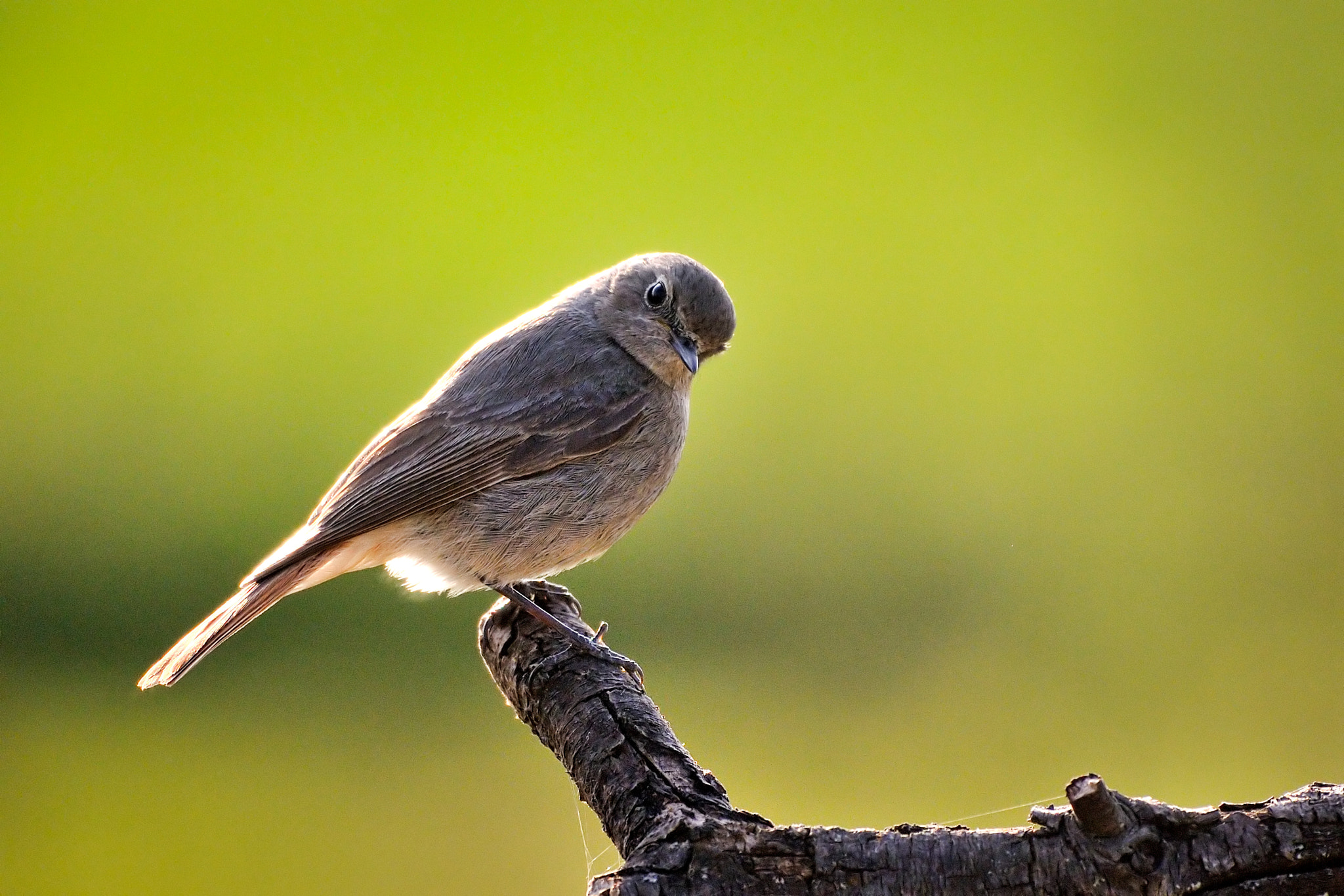 Nikon AF-S Nikkor 200-500mm F5.6E ED VR sample photo. Do you want something? photography