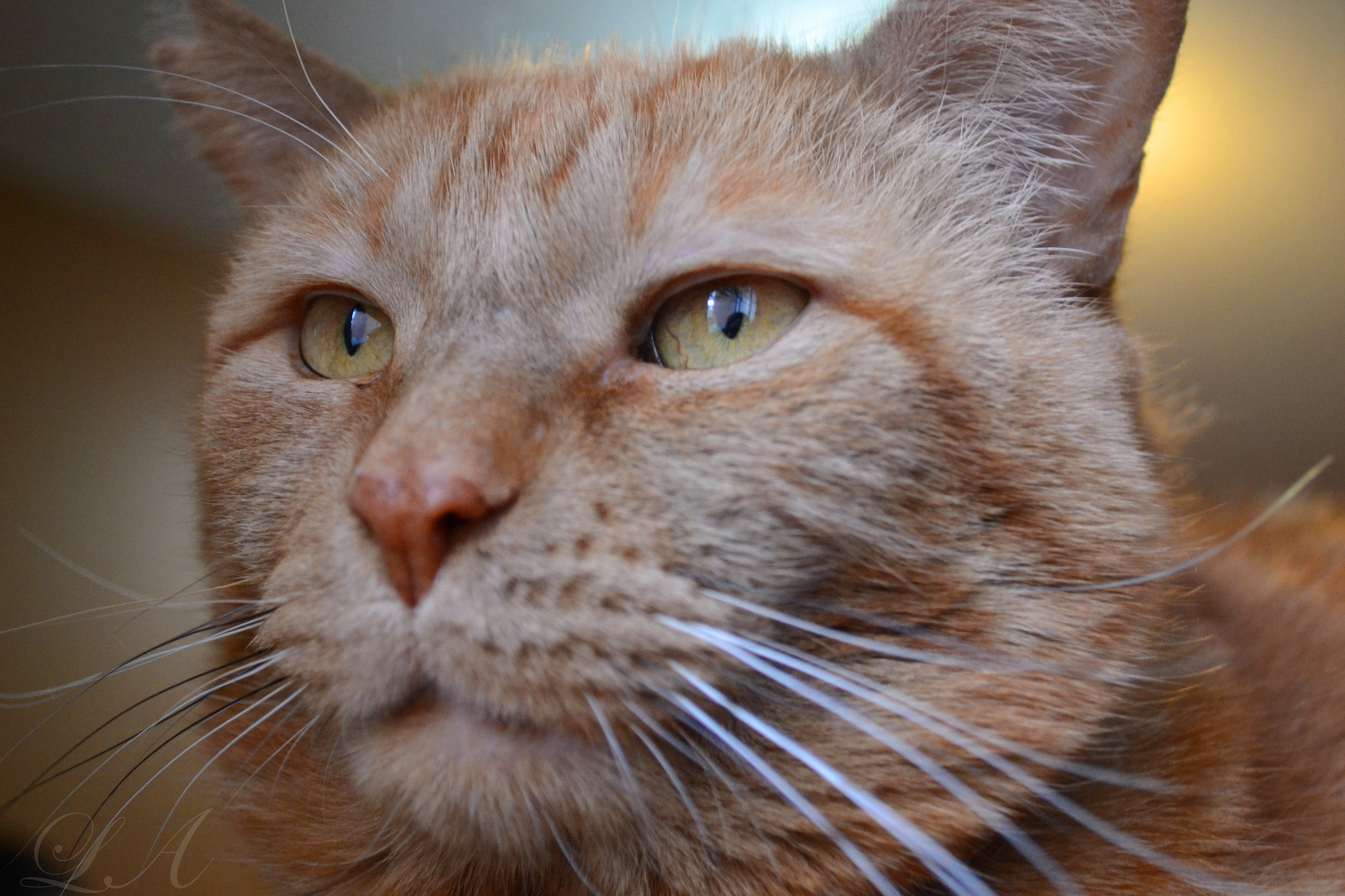 AF-S Nikkor 300mm f/2.8D IF-ED II sample photo. Animal photography