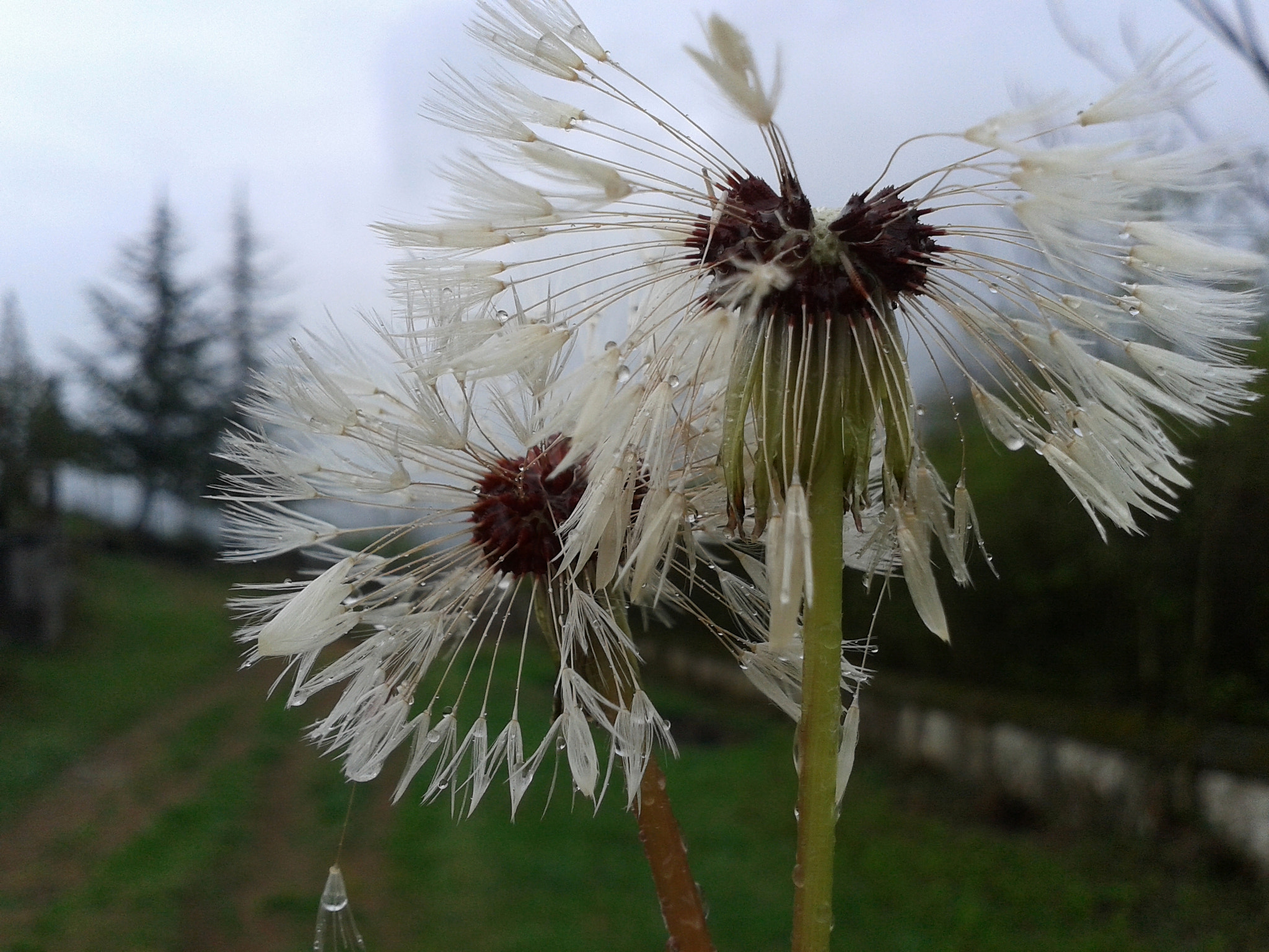 Samsung Galaxy S Advance sample photo. ... photography