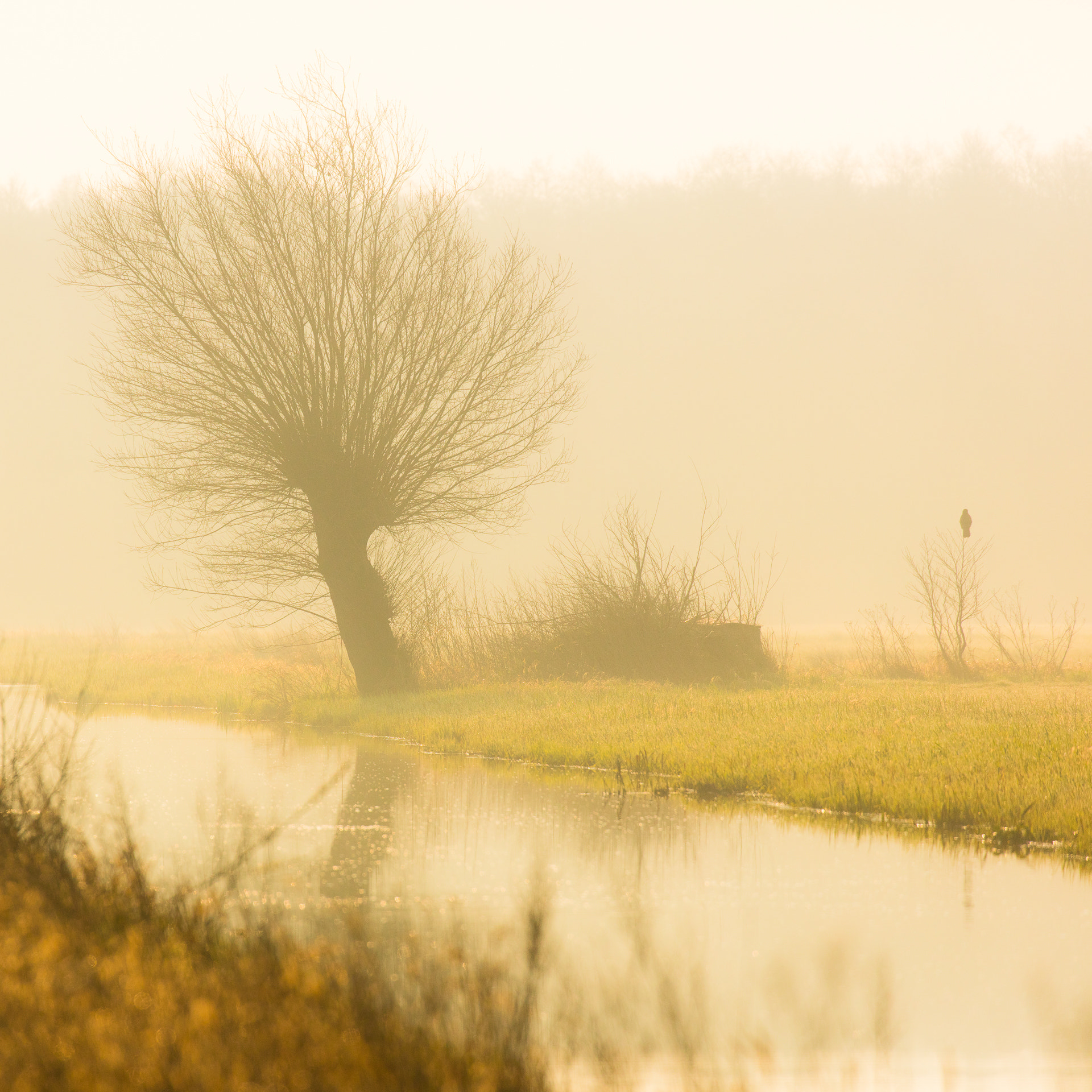 Canon EF 100-400mm F4.5-5.6L IS II USM sample photo. Misty morning photography