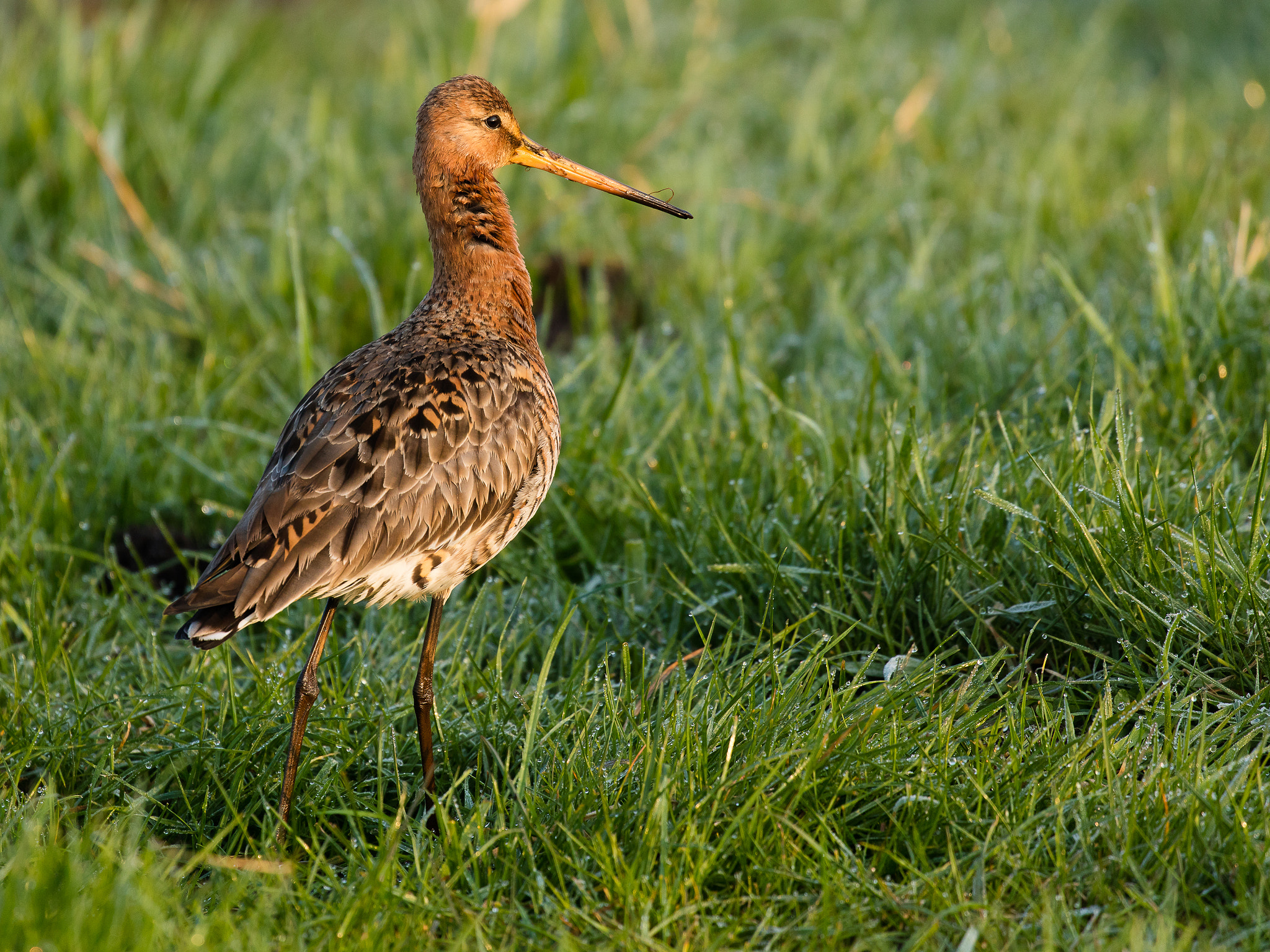 Canon EF 100-400mm F4.5-5.6L IS II USM sample photo. Morning light photography