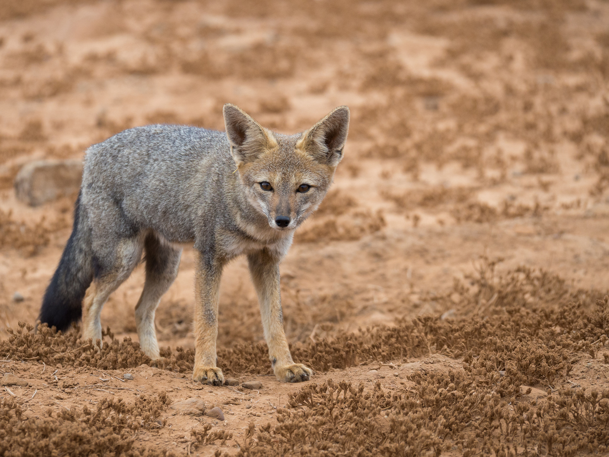 Panasonic Lumix G X Vario 35-100mm F2.8 OIS sample photo. Senor zorro photography