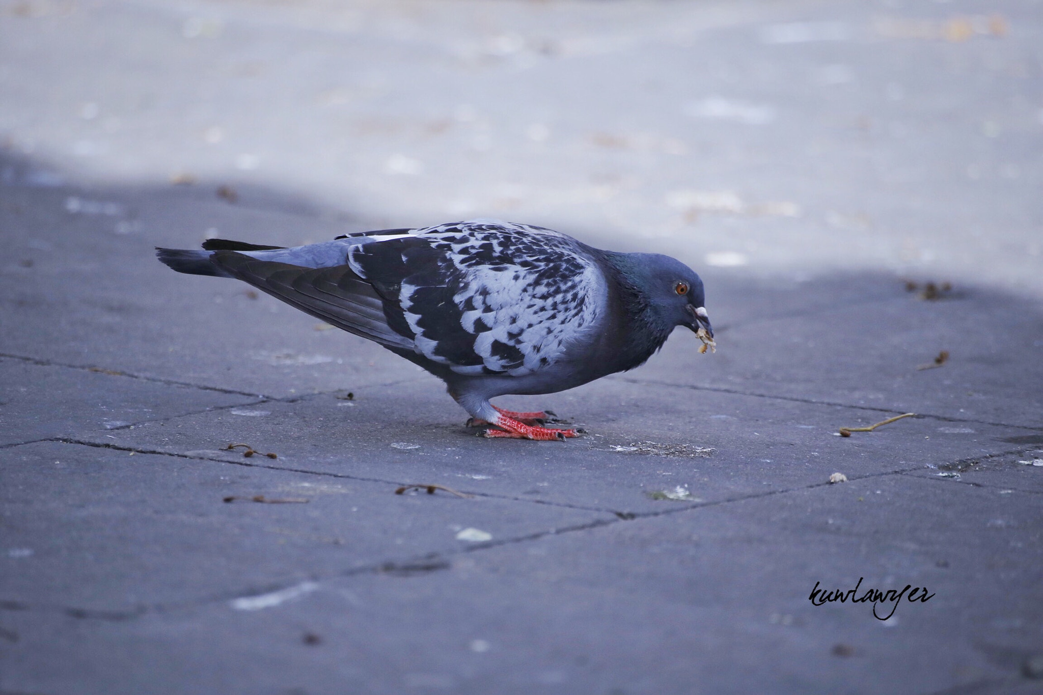 Canon EOS 6D + Canon 70-300mm sample photo. Pigeon photography