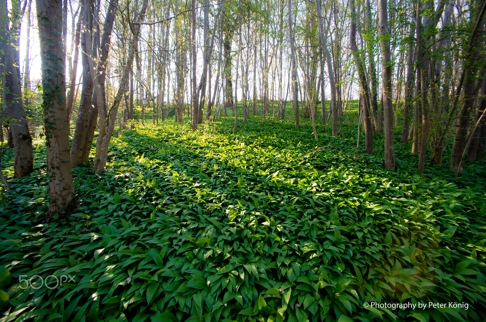 Nikon D600 sample photo. Bärlauch forest photography