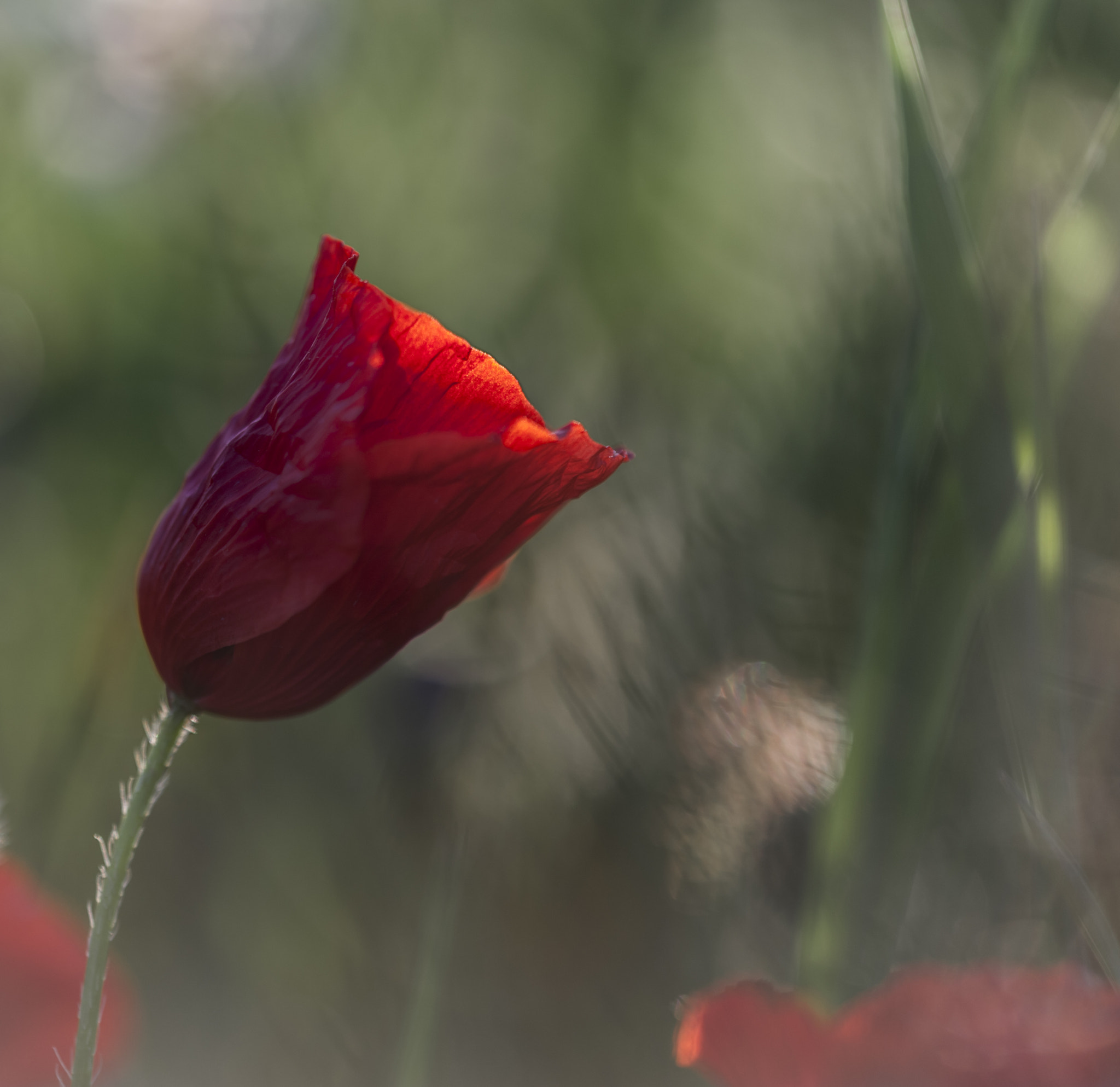 Sigma APO Macro 180mm F3.5 EX DG HSM sample photo. Amapola photography