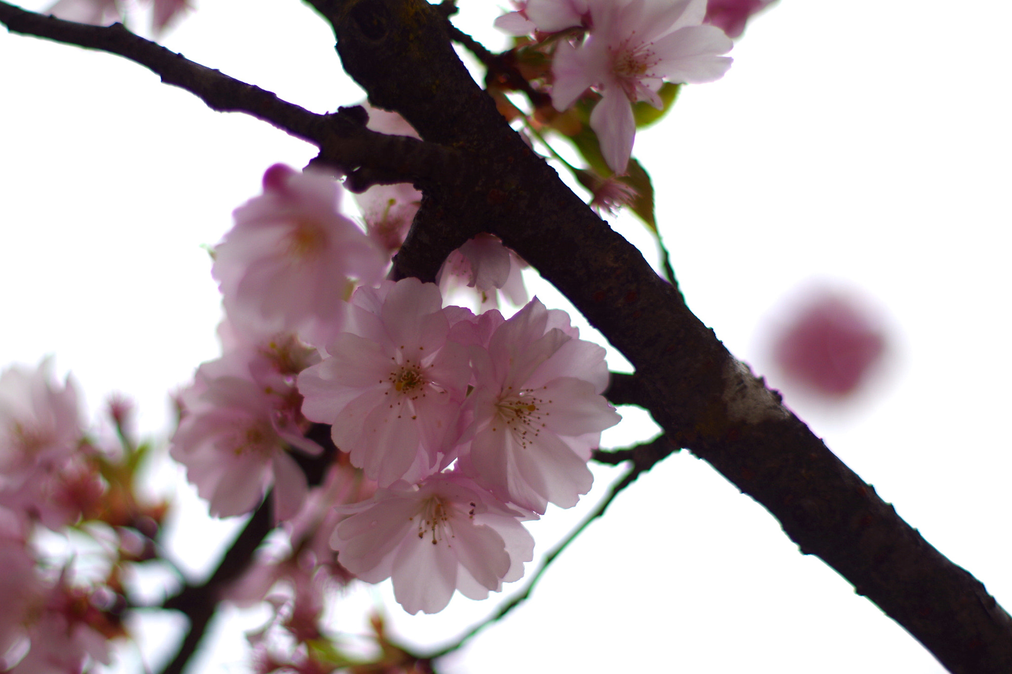 Pentax K-50 + Pentax smc FA 50mm F1.4 sample photo