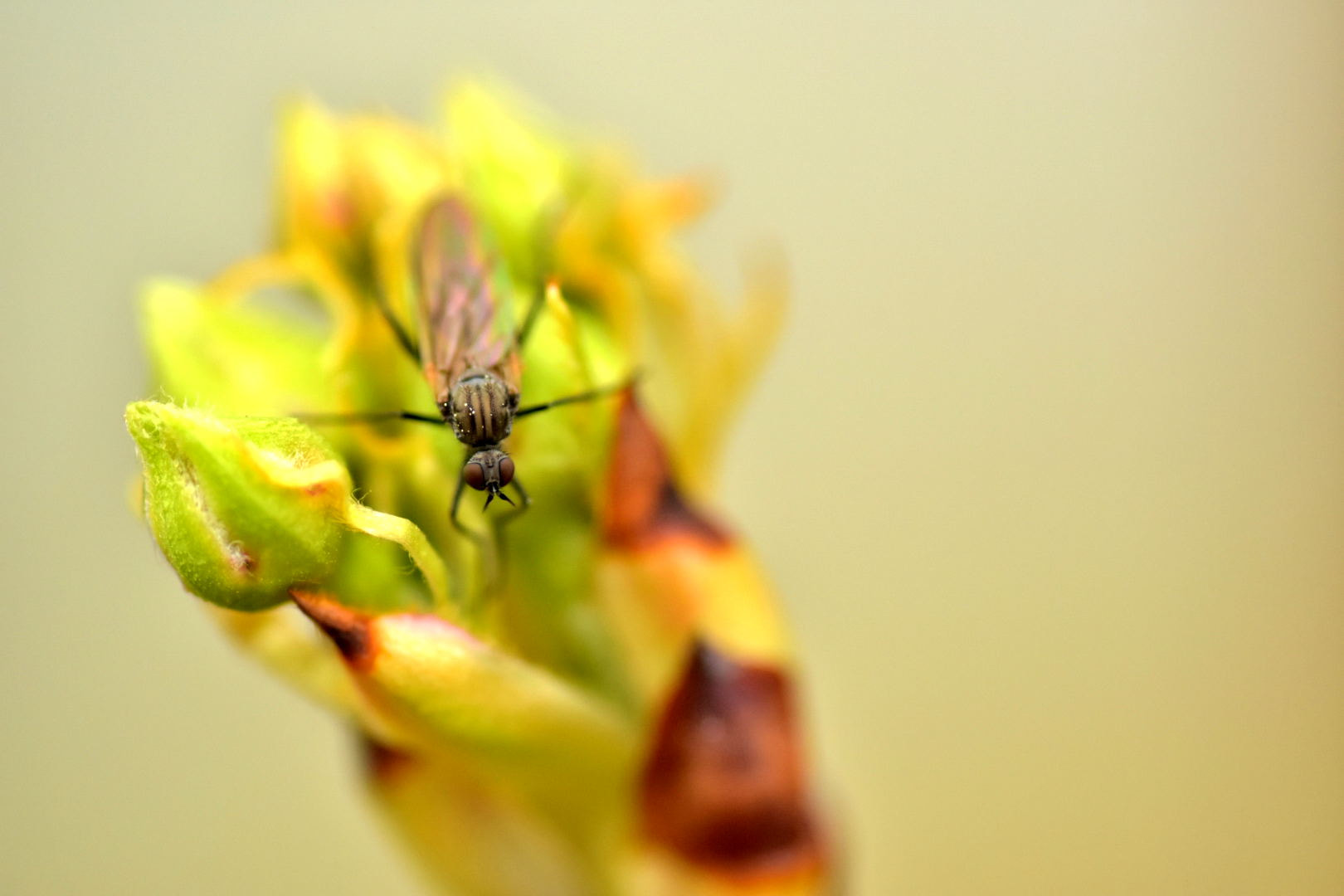 Nikon D7200 + Sigma 105mm F2.8 EX DG Macro sample photo. The bug photography