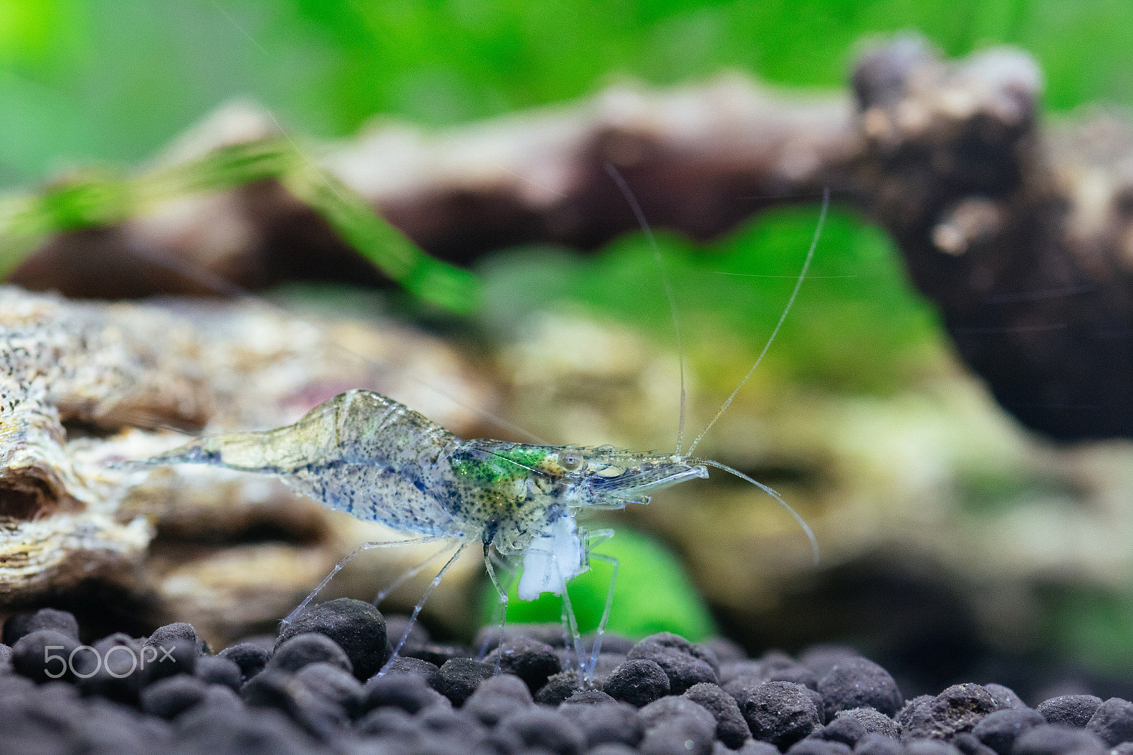 Canon EOS M2 + Canon EF 100mm F2.8 Macro USM sample photo. Ghost shrimp eating photography