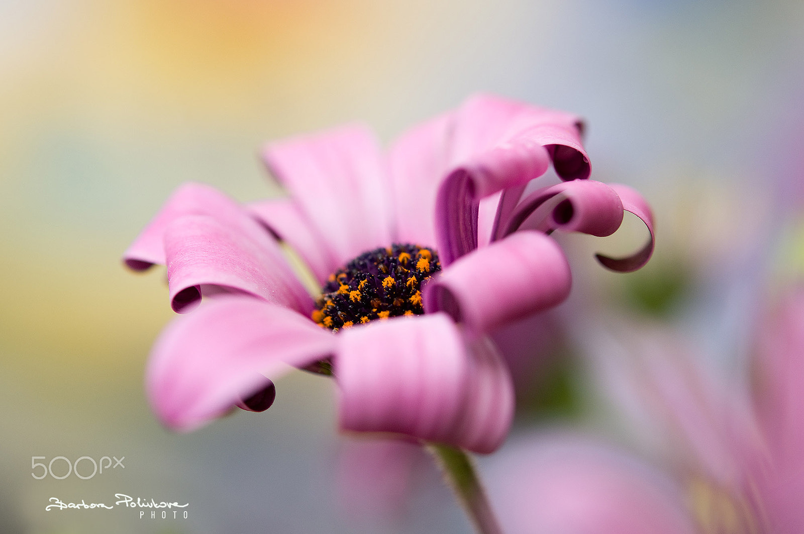 Nikon AF-S Micro-Nikkor 60mm F2.8G ED sample photo. Soft pastels photography