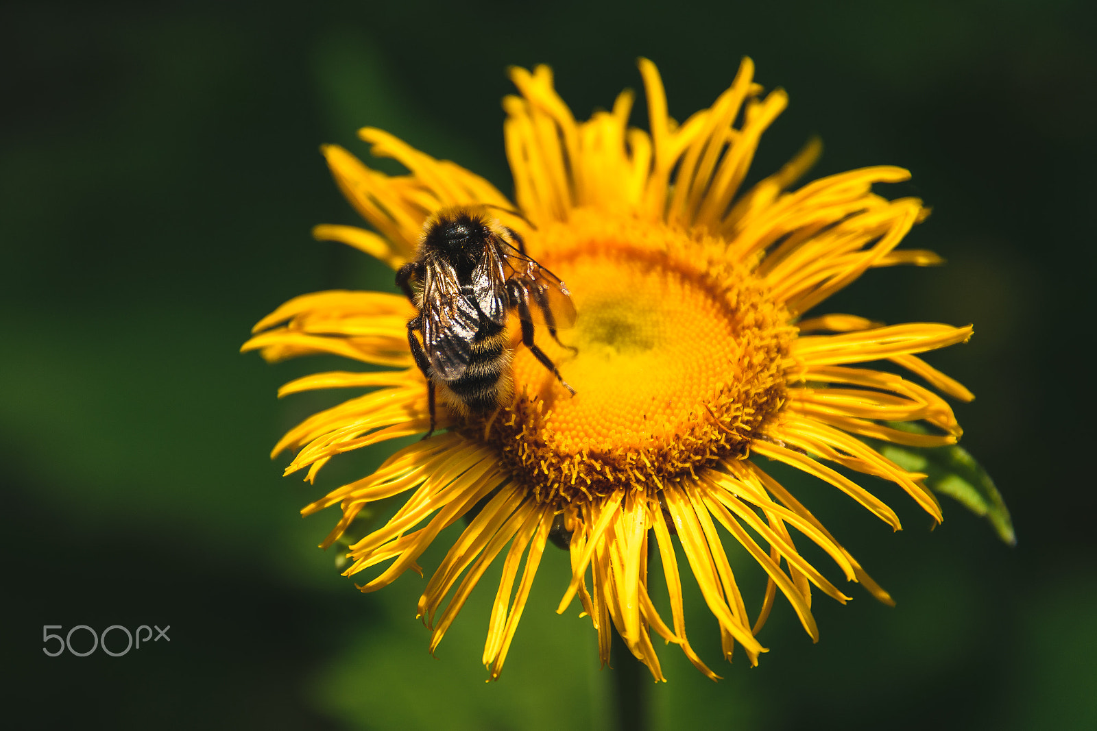 Nikon D5300 + Sigma 17-70mm F2.8-4 DC Macro OS HSM | C sample photo. Flower and bee photography
