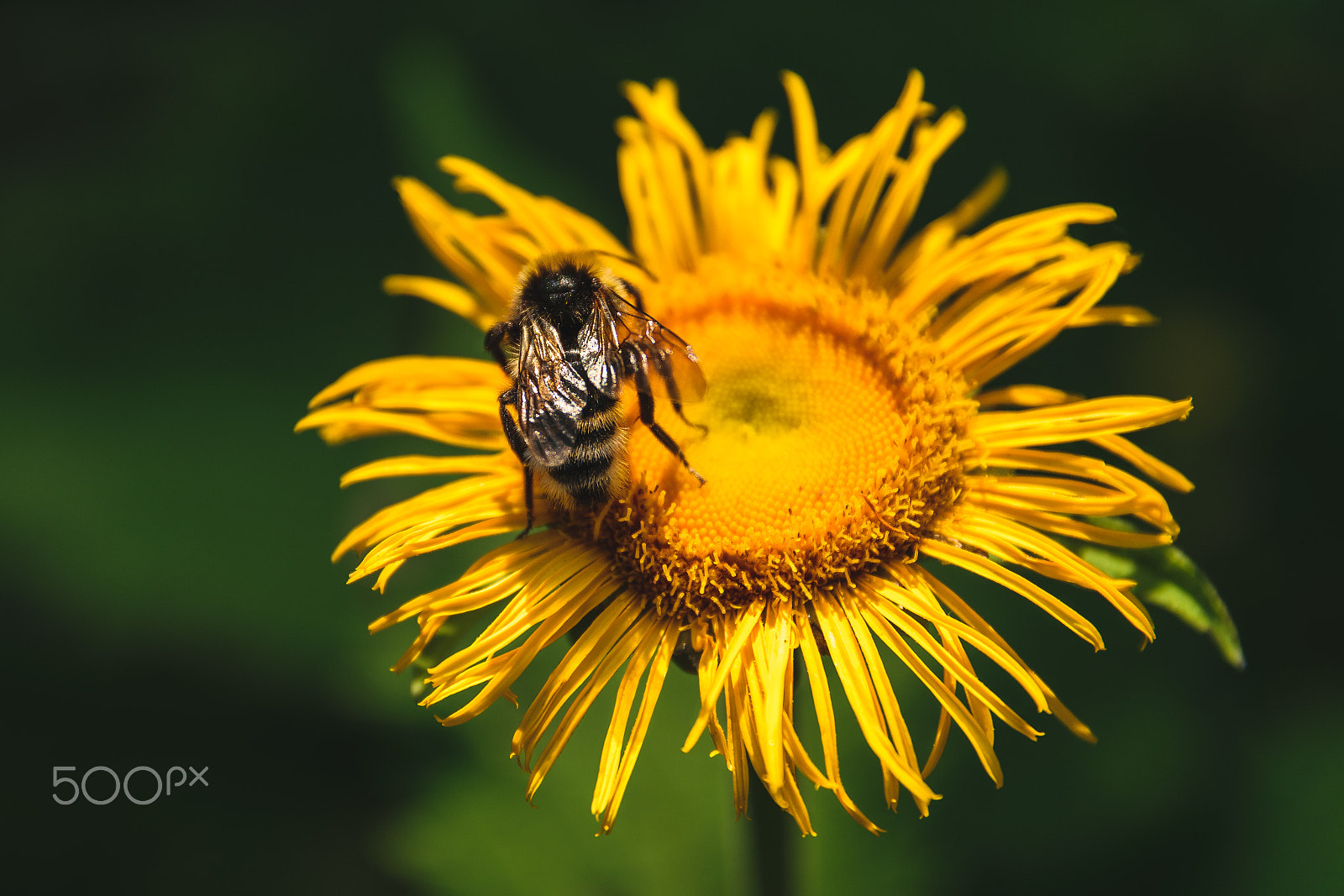 Sigma 17-70mm F2.8-4 DC Macro OS HSM | C sample photo. Flower and bee photography