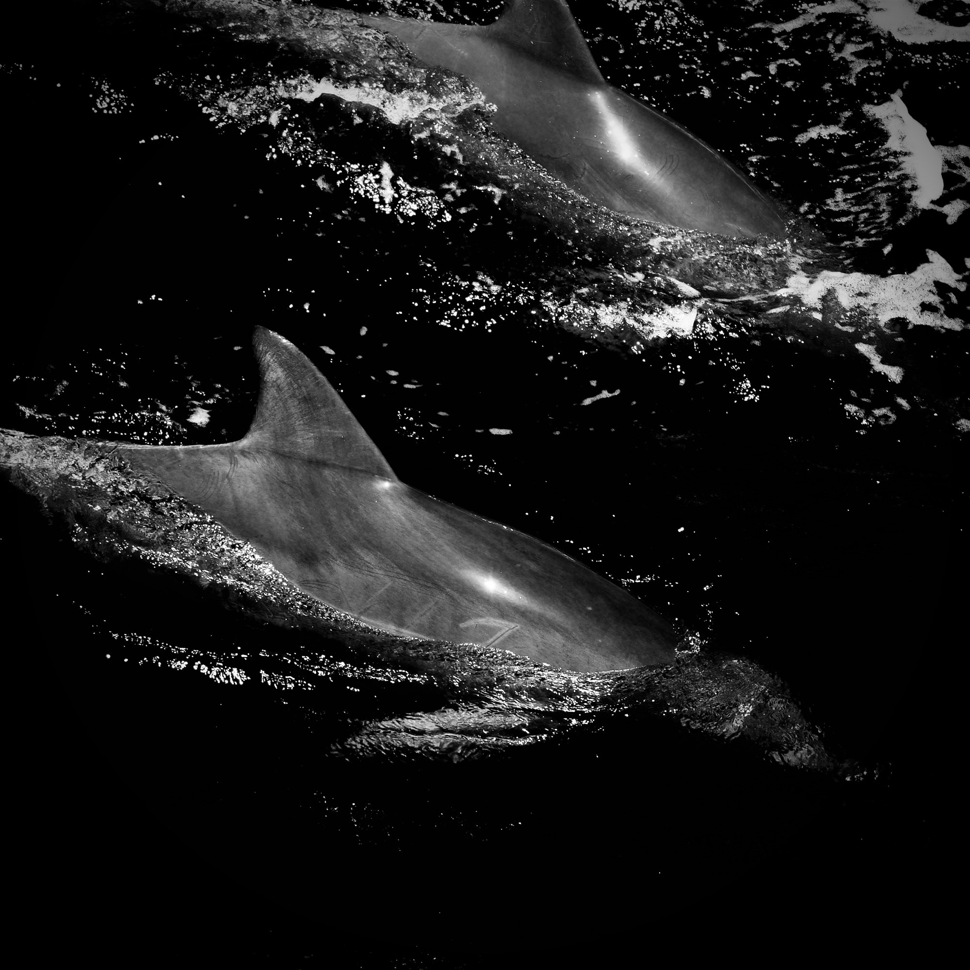 Fujifilm X-E2 + Fujifilm XC 50-230mm F4.5-6.7 OIS II sample photo. Wild dolphins, jervis bay, australia photography