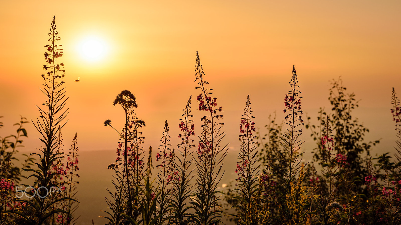 Sigma 17-70mm F2.8-4 DC Macro OS HSM | C sample photo. Hazy sunset photography