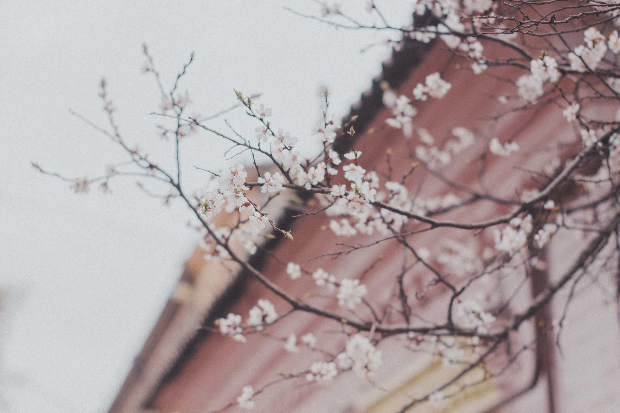 Canon EF 35-80mm f/4-5.6 sample photo. Goddess of spring photography