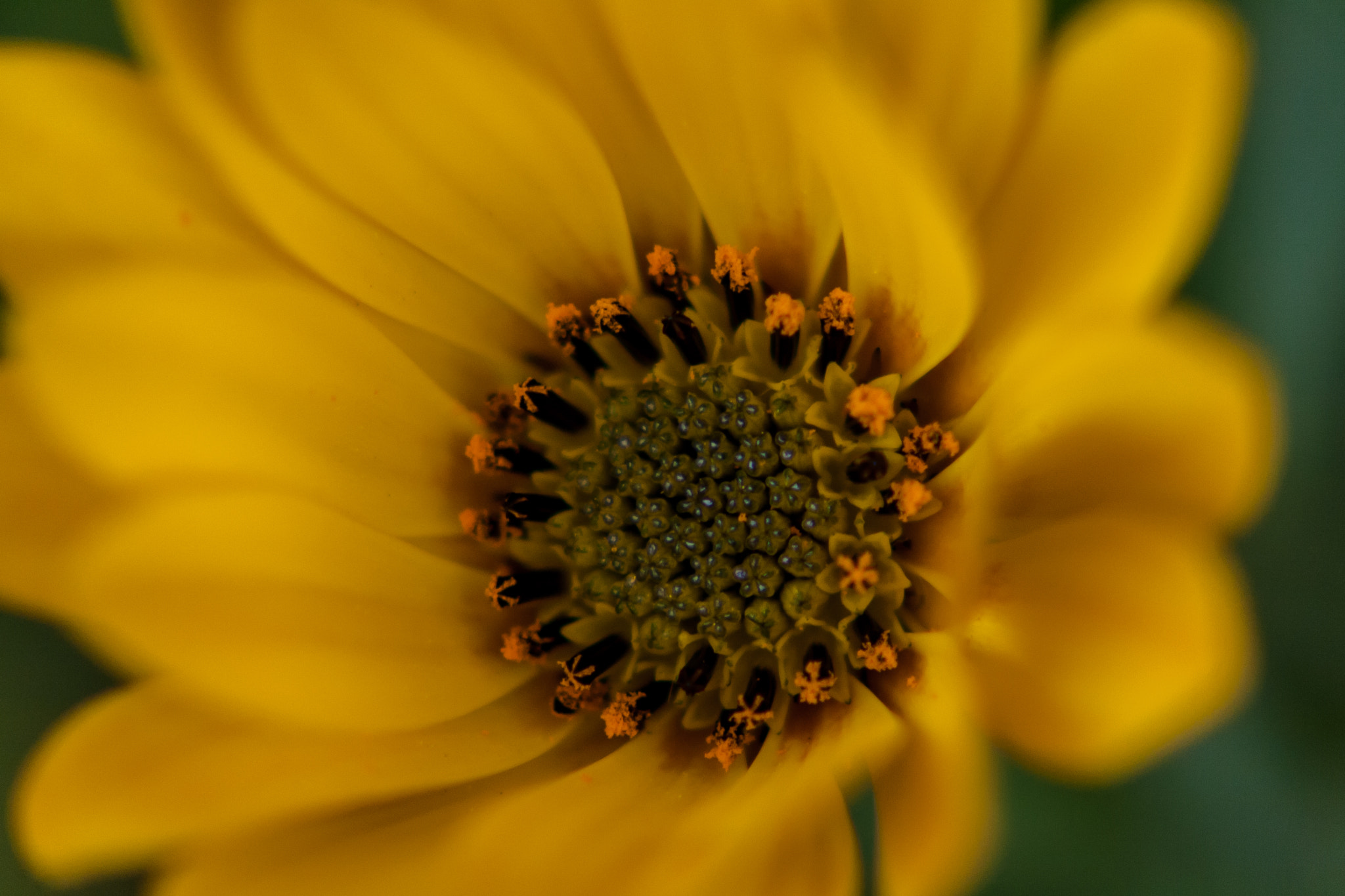 Canon EF-S 55-250mm F4-5.6 IS STM sample photo. Marga photography