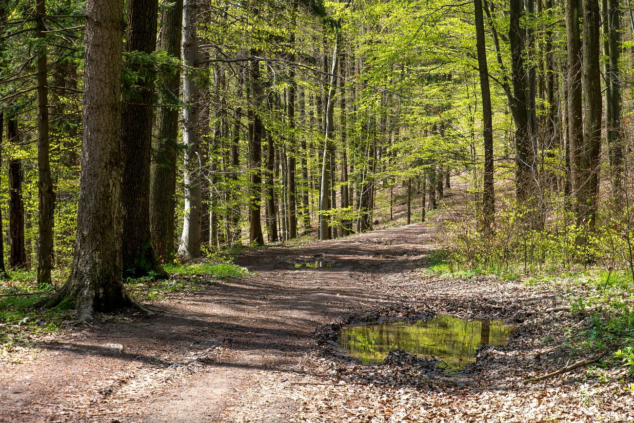 Fujifilm X-A1 + Fujifilm XC 50-230mm F4.5-6.7 OIS sample photo. Wonderfull green path photography