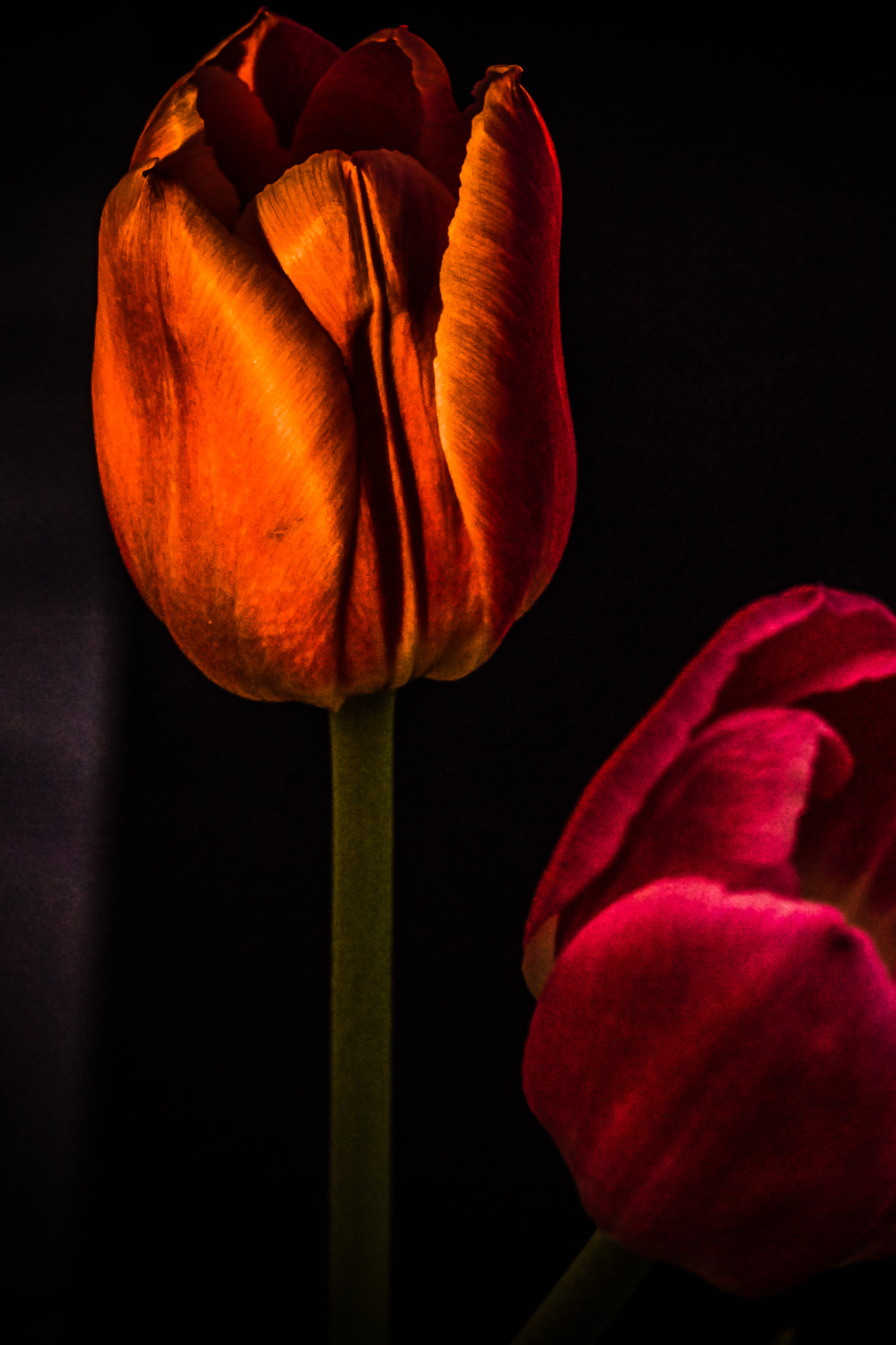Olympus M.Zuiko Digital ED 60mm F2.8 Macro sample photo. Tulpes photography