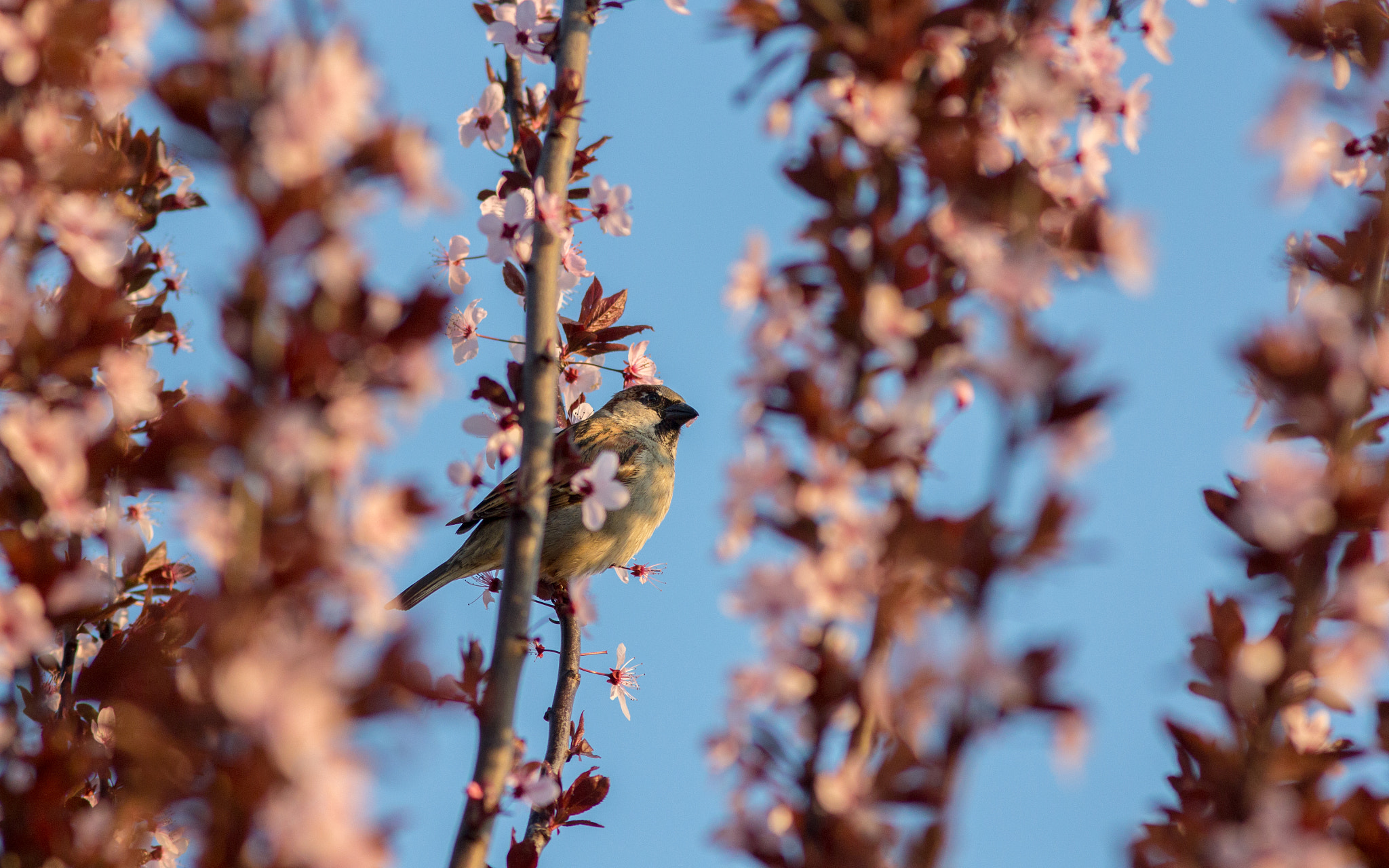 Canon EOS 60D + Canon EF 300mm F4L IS USM sample photo. Spring photography