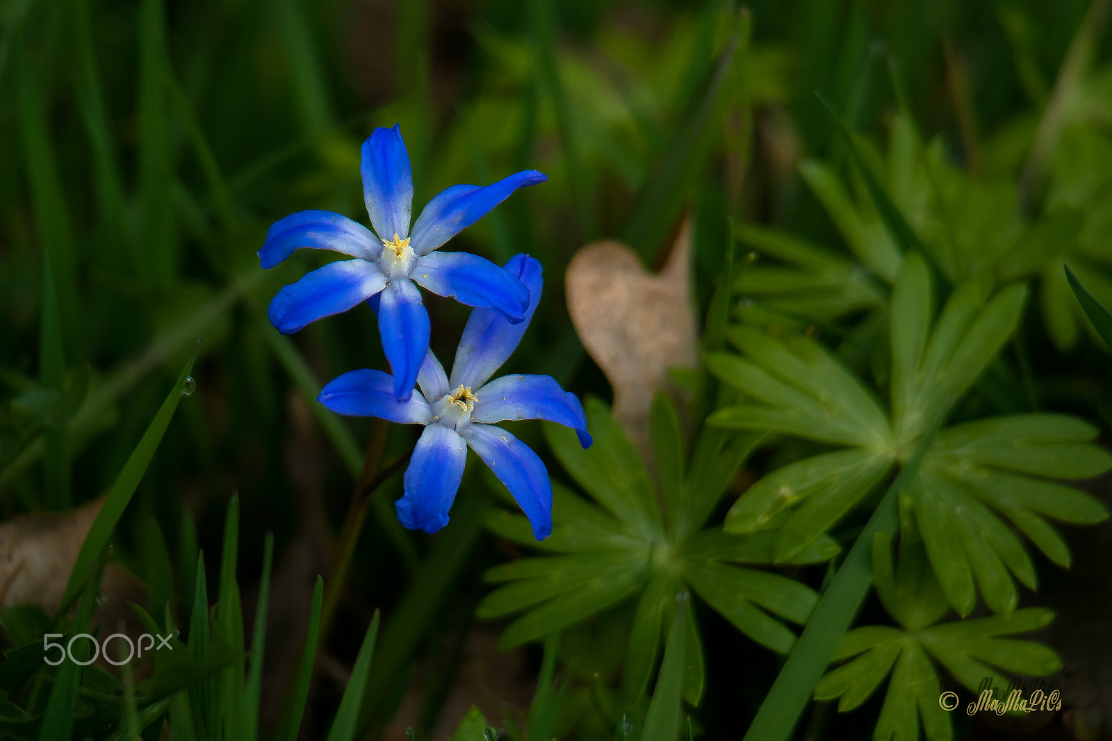 Samsung NX300 + Samsung NX 50-200mm F4-5.6 ED OIS sample photo. Blausternchen photography