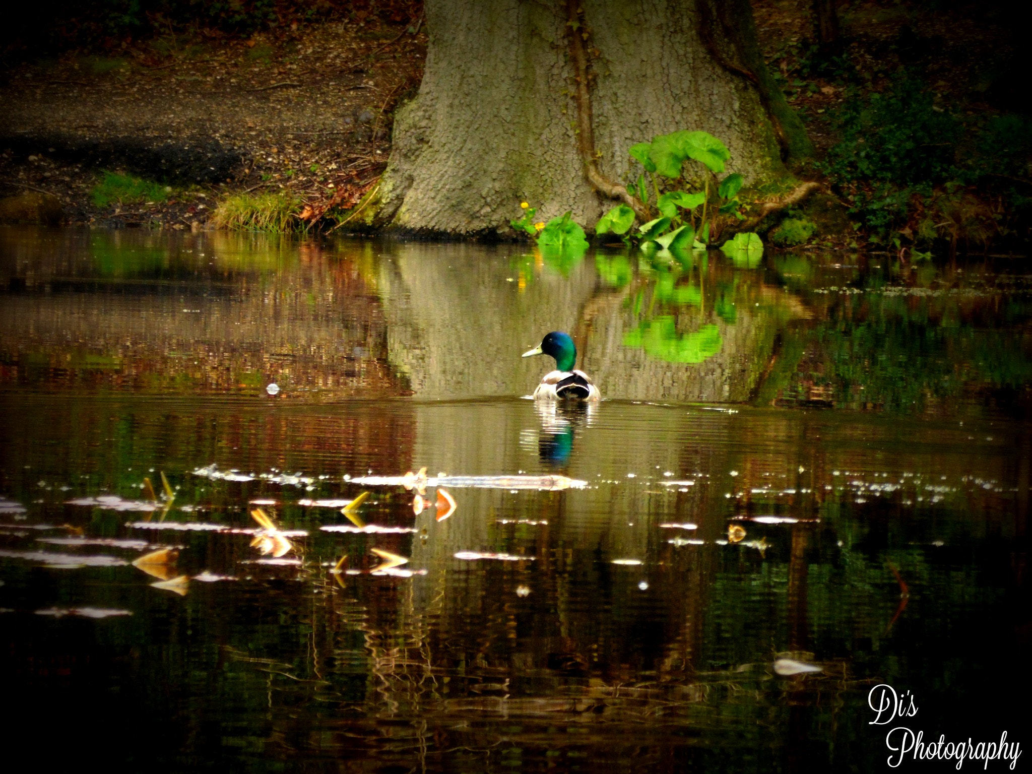 Panasonic DMC-TZ55 sample photo. Duck at the manor photography