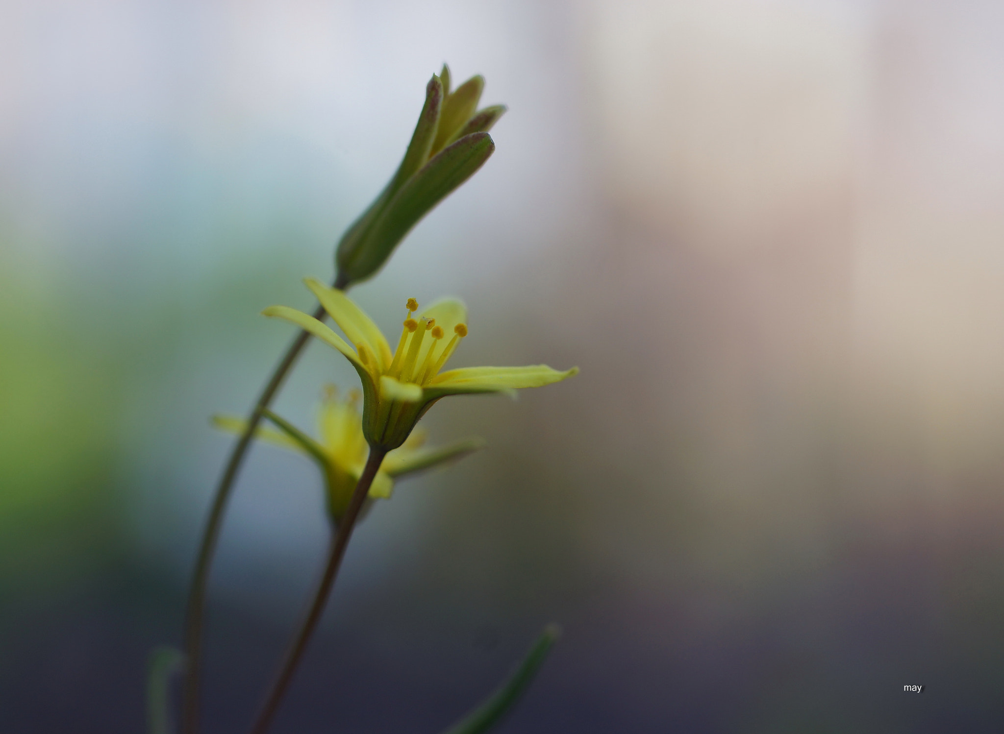 Sony SLT-A65 (SLT-A65V) + Minolta AF 50mm F1.7 sample photo. *** photography