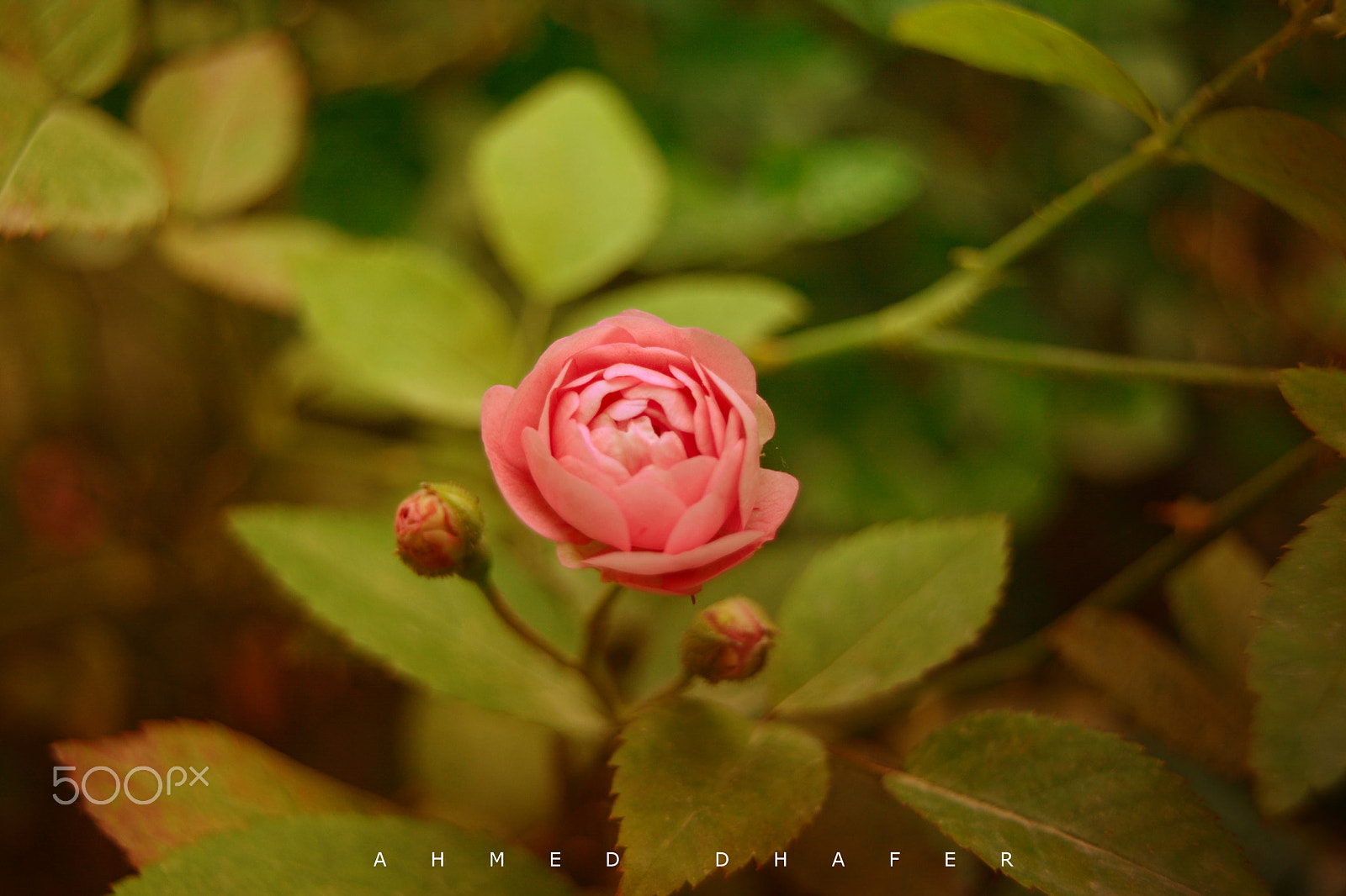 AF Zoom-Nikkor 35-70mm f/2.8 sample photo. Rose photography