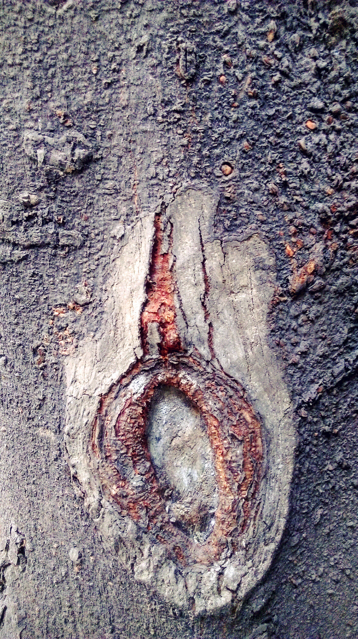 HTC DESIRE 820 DUAL SIM sample photo. The tree wood photography