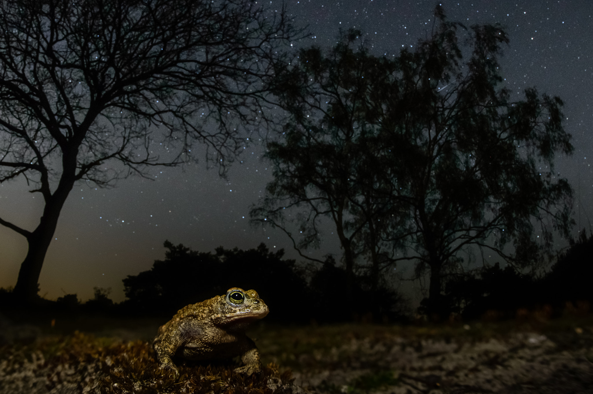 Nikon D800 + Sigma 15mm F2.8 EX DG Diagonal Fisheye sample photo. Natterjack nightscape photography