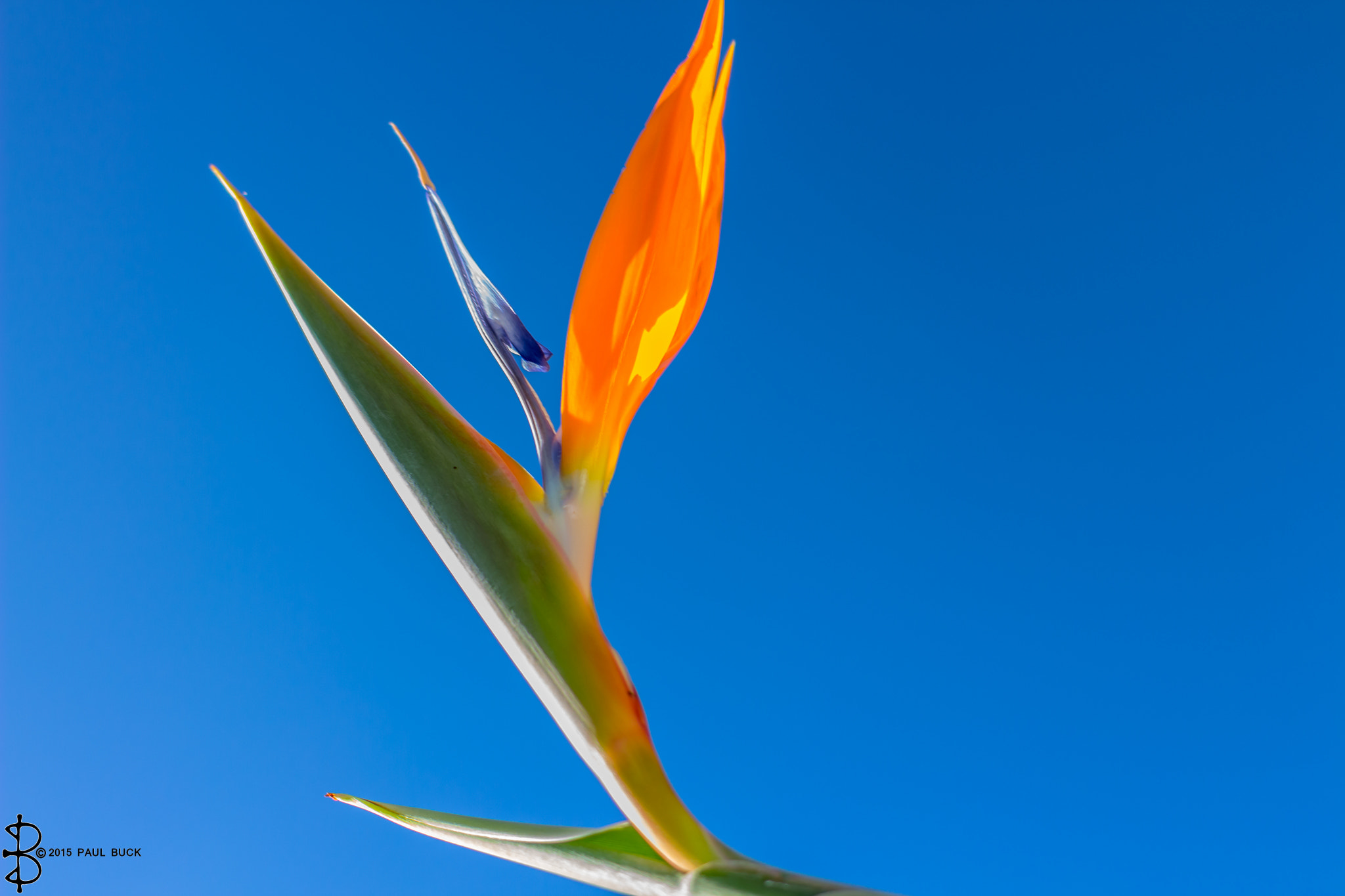 Canon EF 40mm F2.8 STM sample photo. Flower in the sky one photography