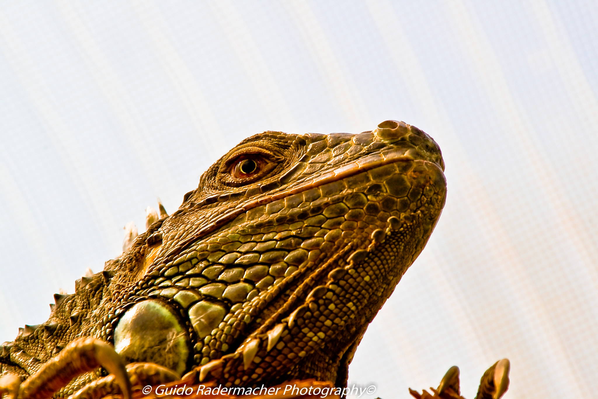 Pentax K100D + Tamron AF 28-300mm F3.5-6.3 XR Di LD Aspherical (IF) Macro sample photo. Leguan photography