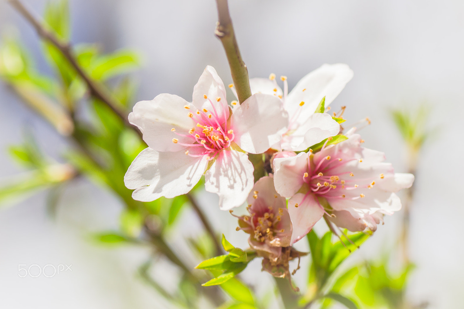 Nikon D3100 + Tamron SP 90mm F2.8 Di VC USD 1:1 Macro sample photo. Flor del almendro photography