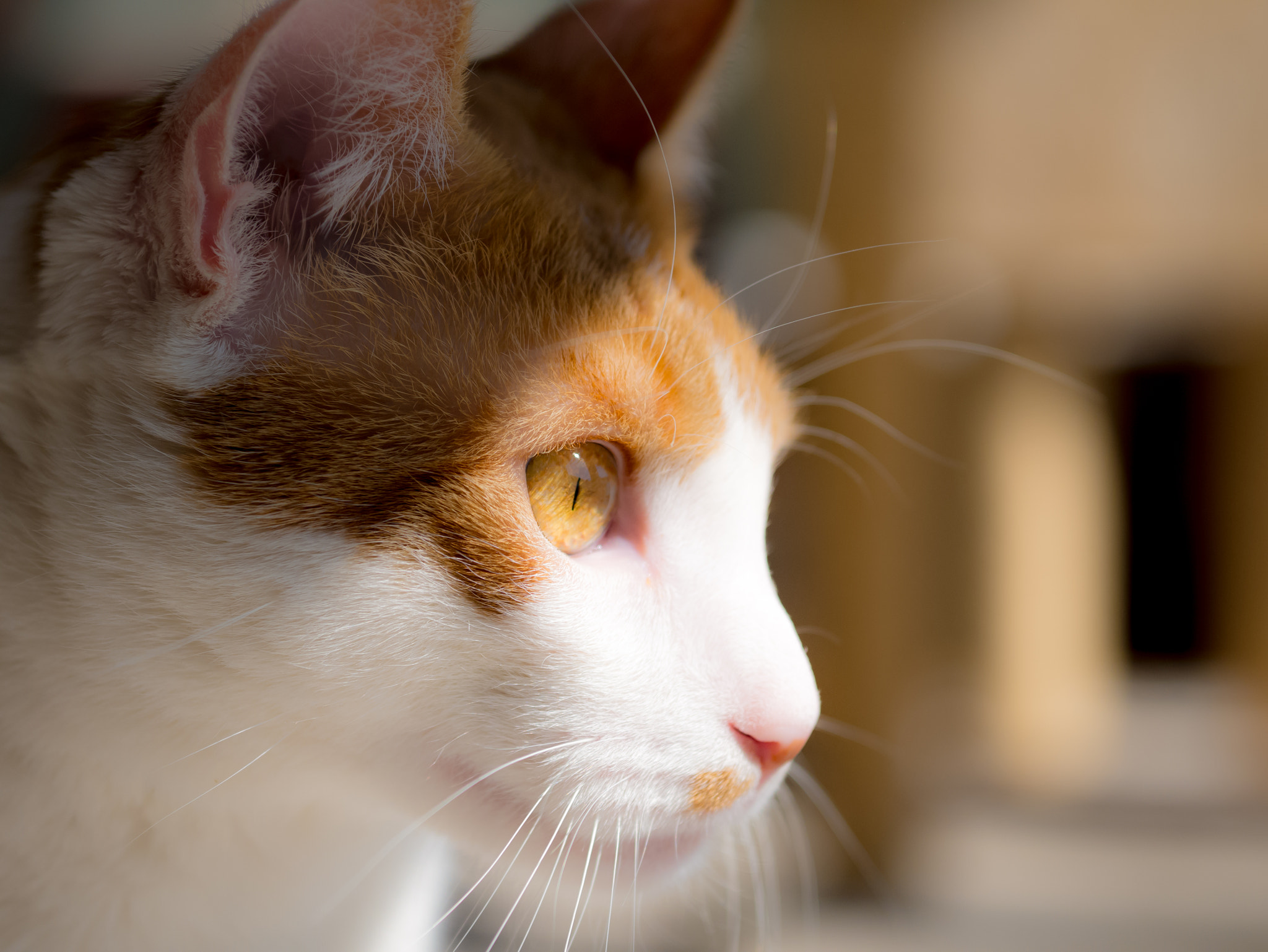 Panasonic Lumix DMC-G7 + Sigma 60mm F2.8 DN Art sample photo. Hunter's look photography