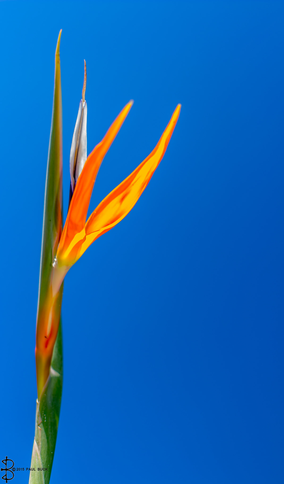 Canon EF 40mm F2.8 STM sample photo. Flower in the sky two photography